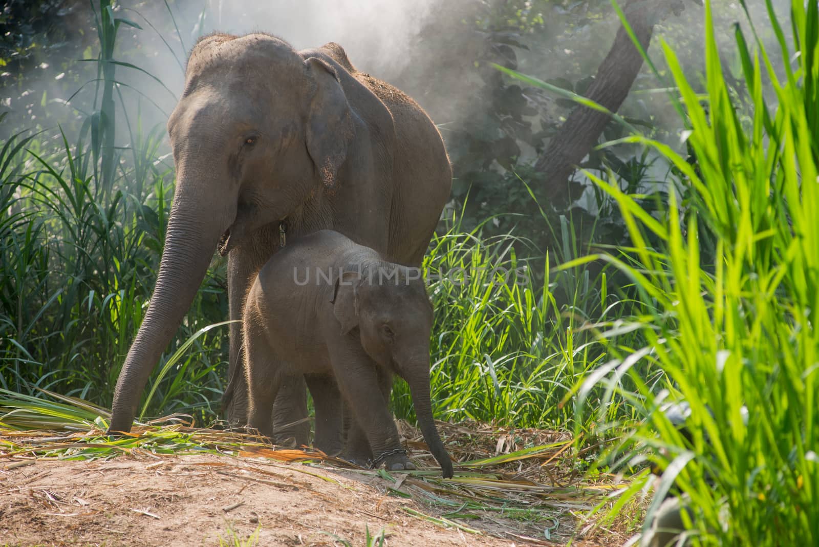 A young elephant right next to an adult one. by chanwity
