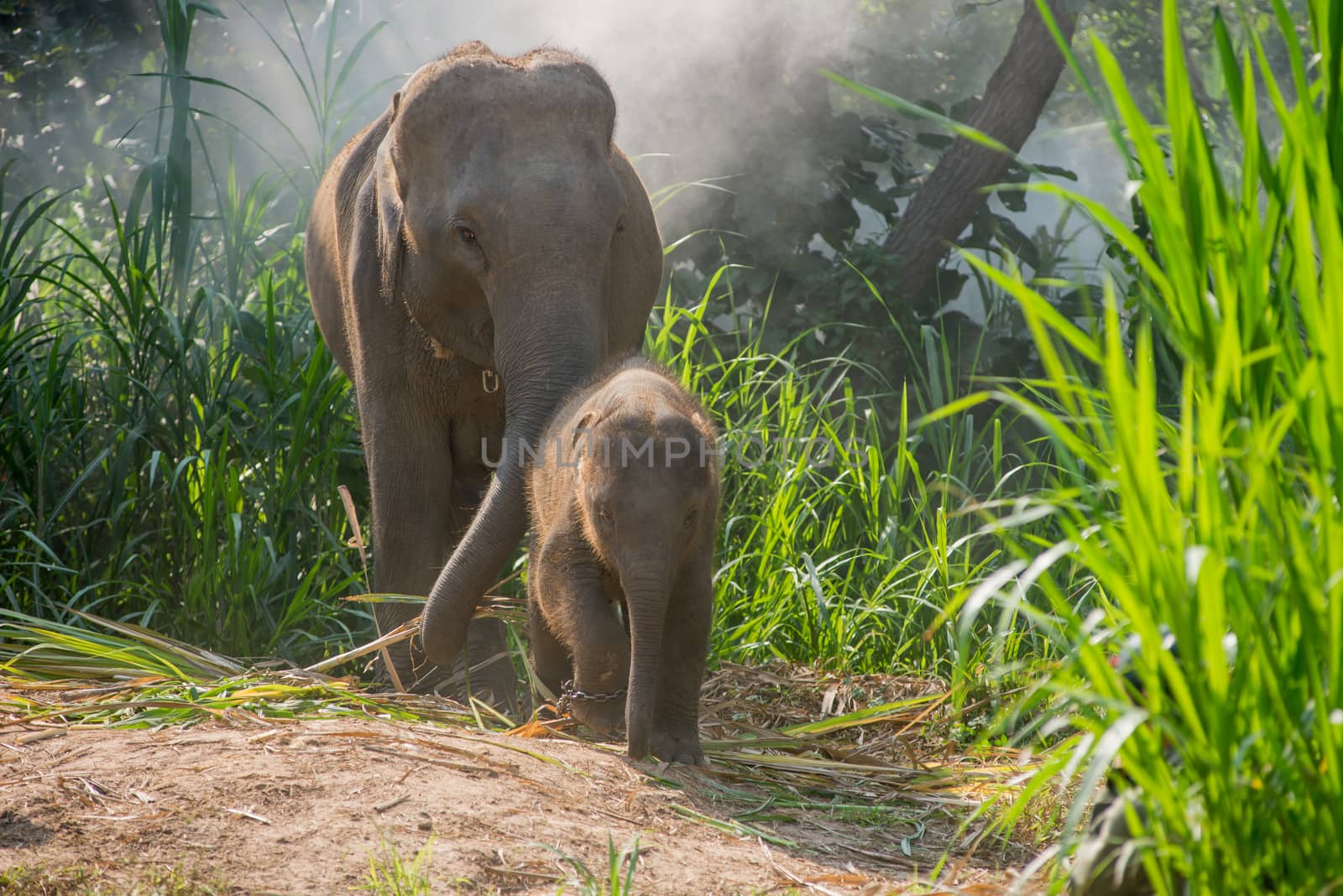 A young elephant right next to an adult one. by chanwity