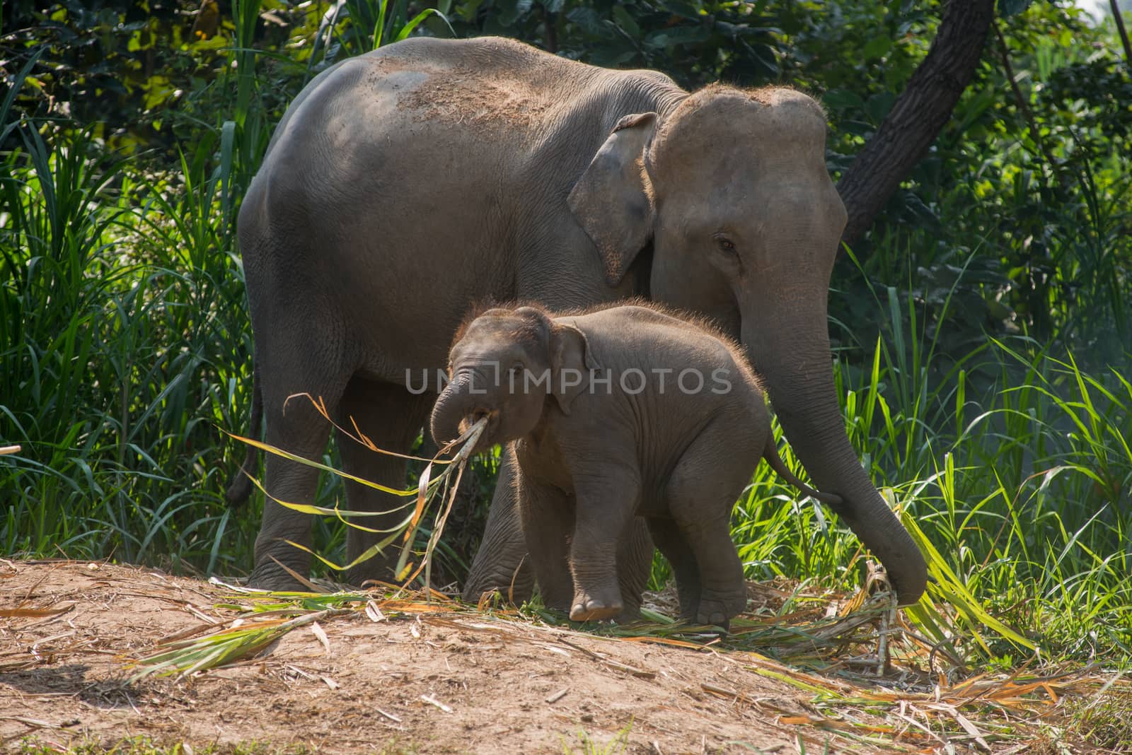 A young elephant right next to an adult one.