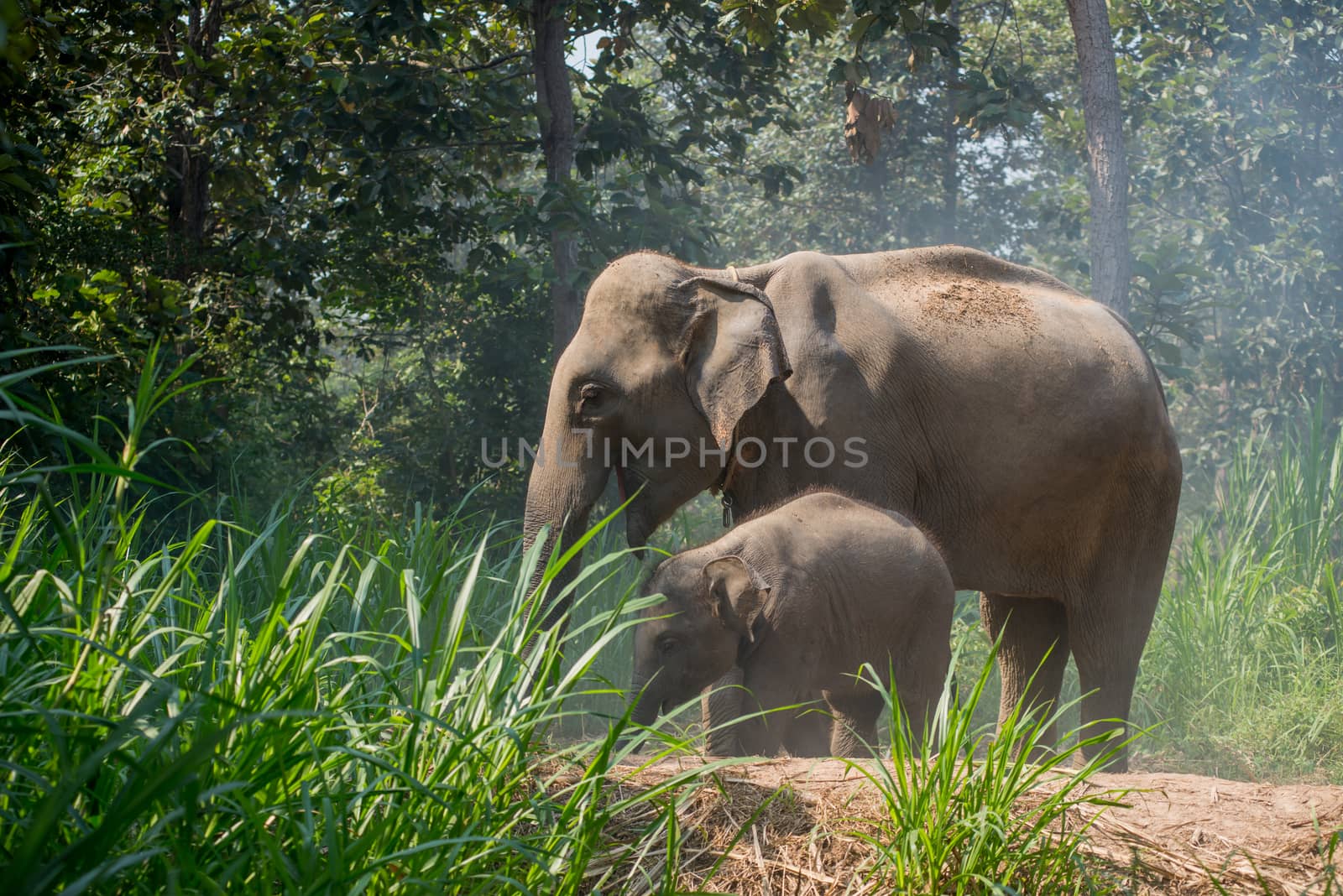 A young elephant right next to an adult one.