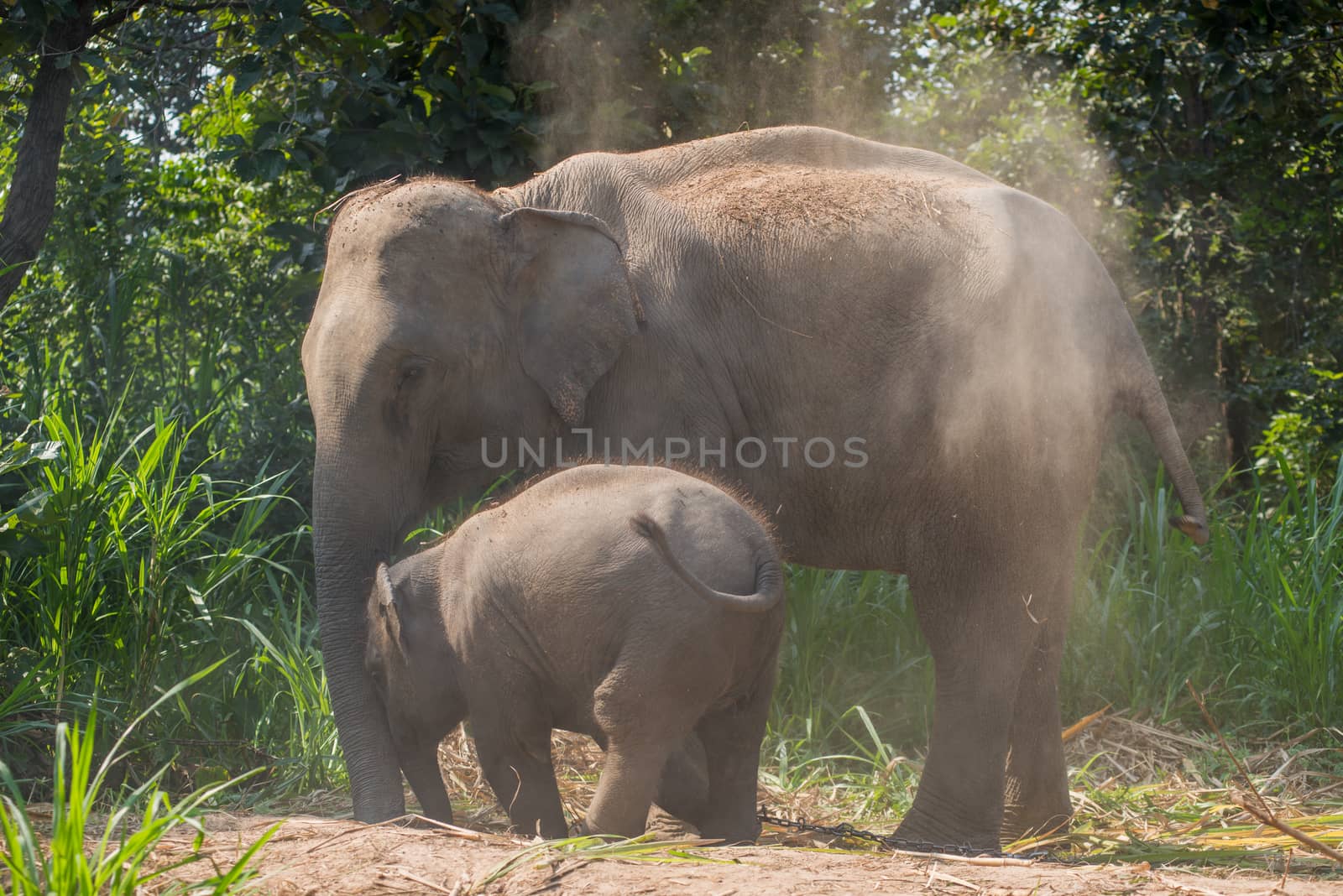 A young elephant right next to an adult one. by chanwity