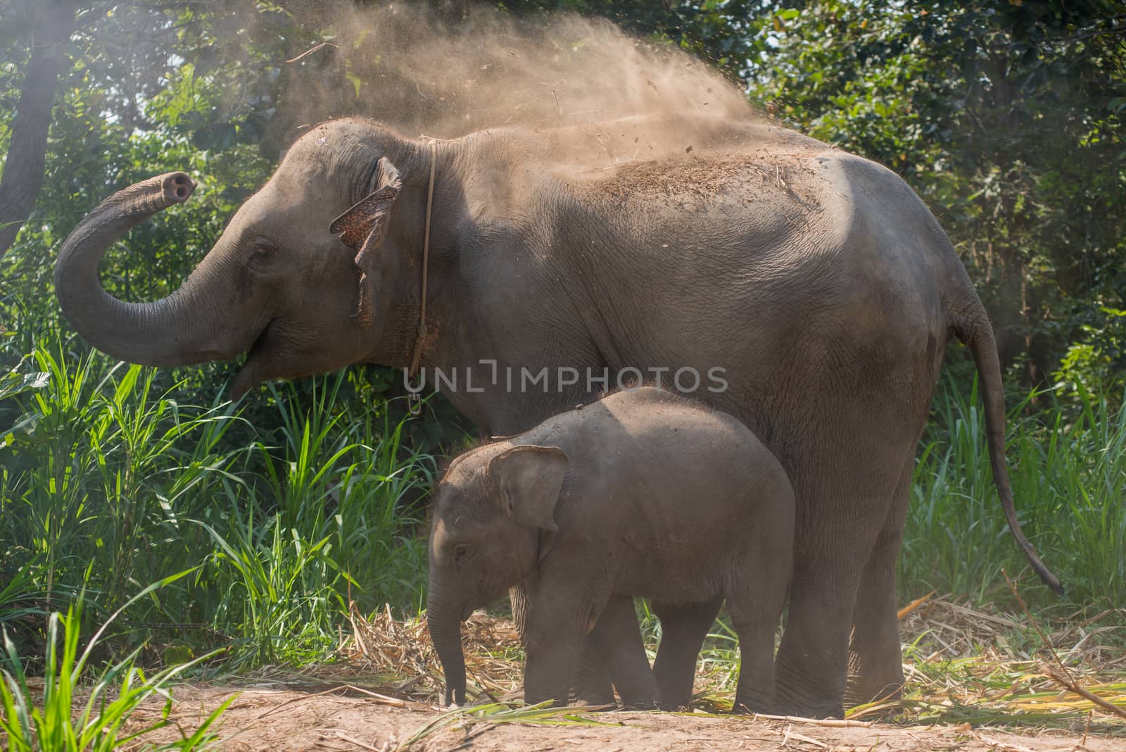 A young elephant right next to an adult one. by chanwity