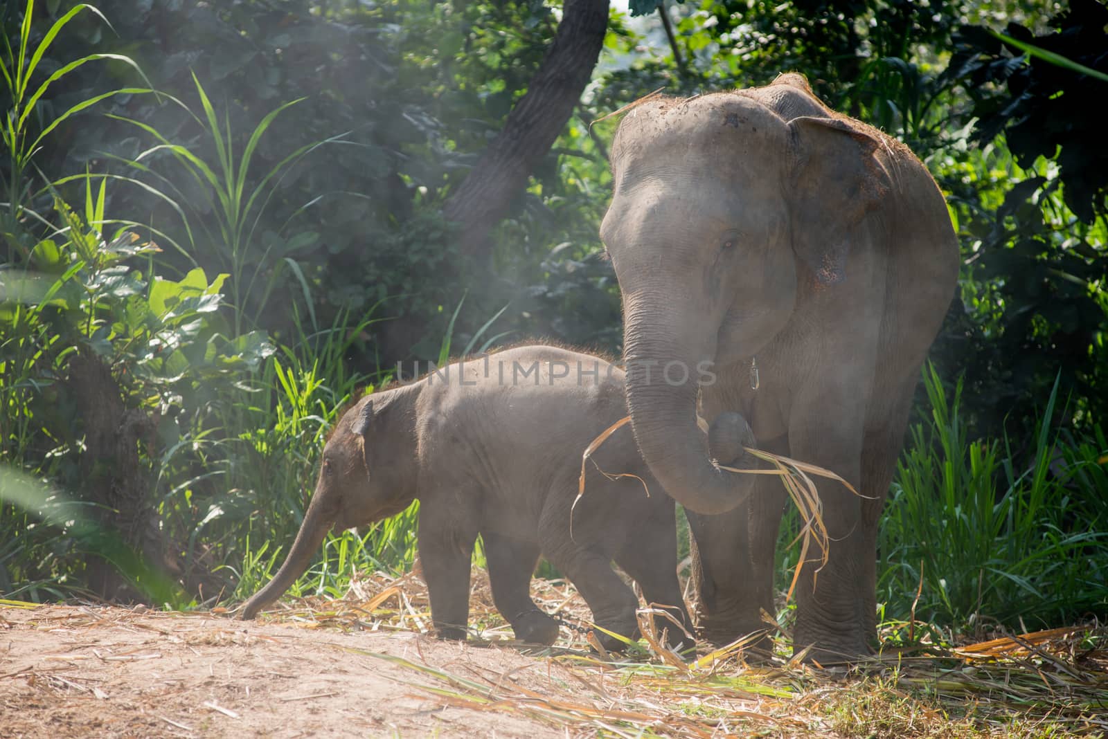 A young elephant right next to an adult one.