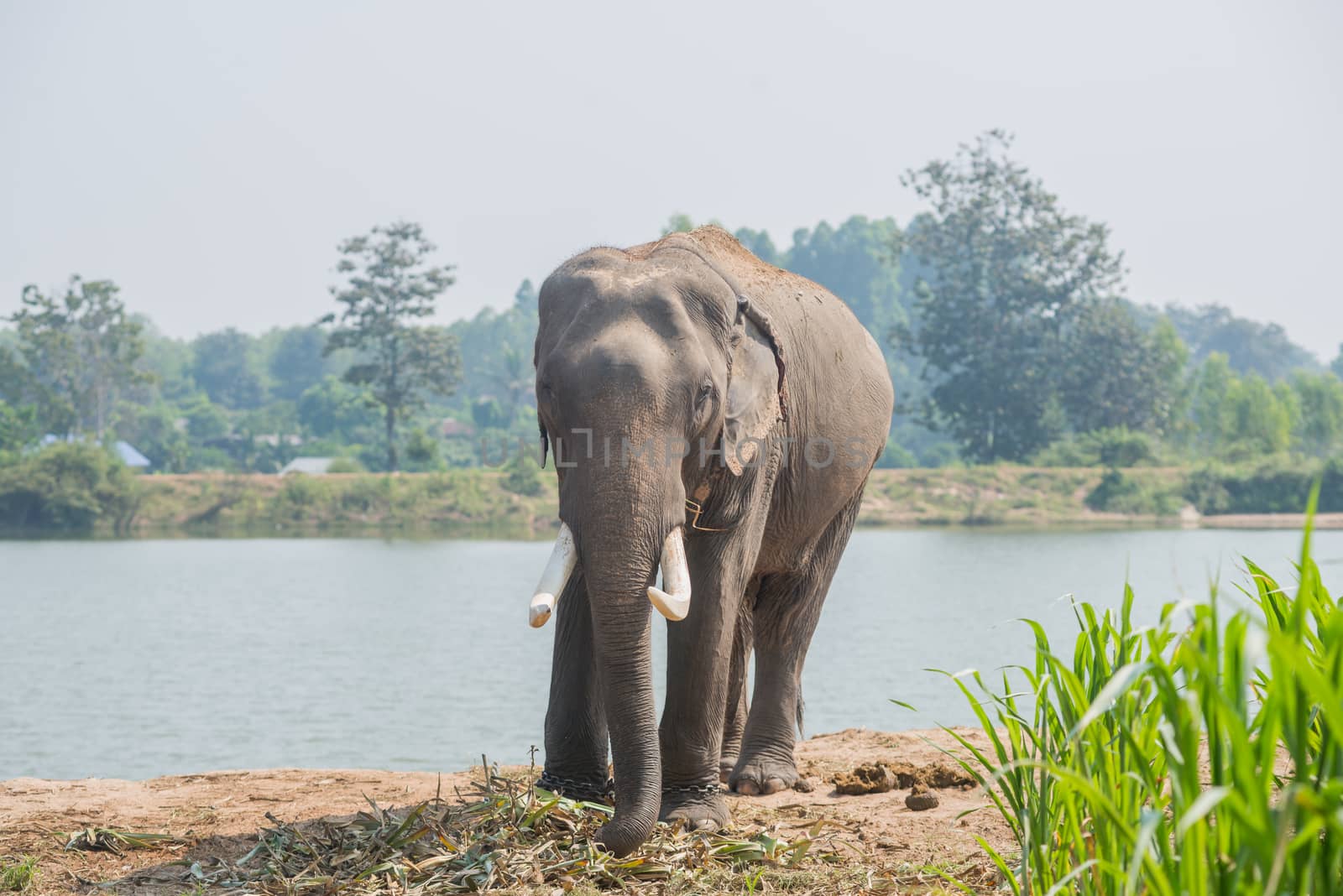 background elephant