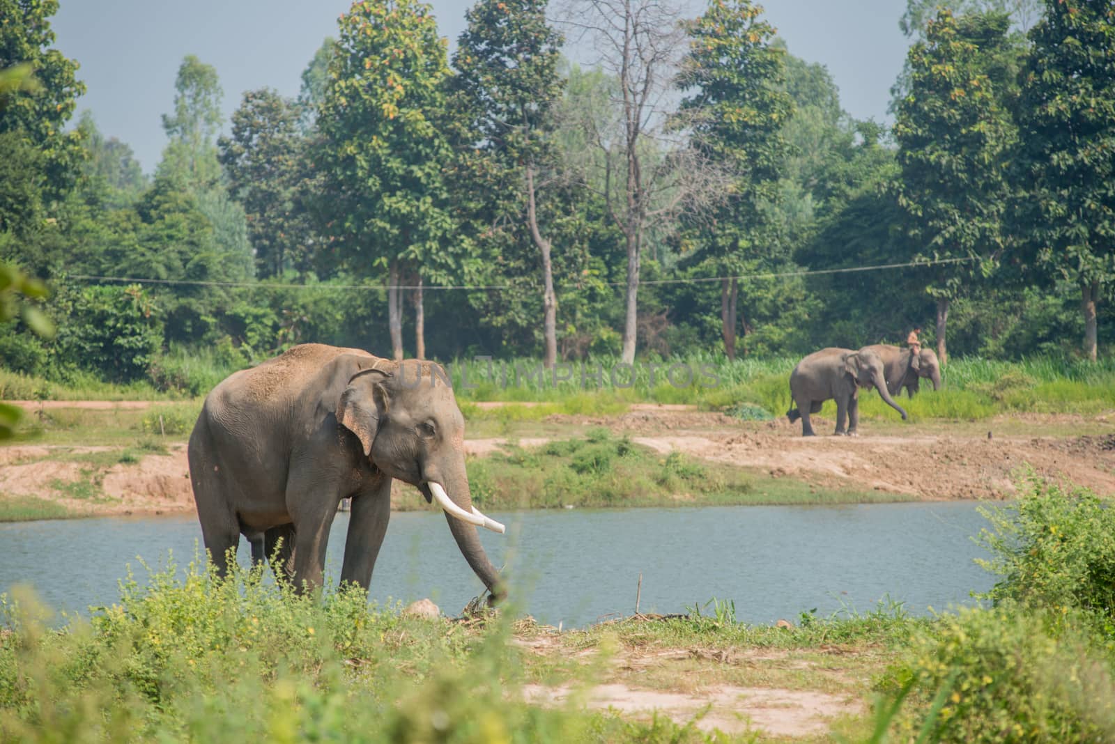 background elephant