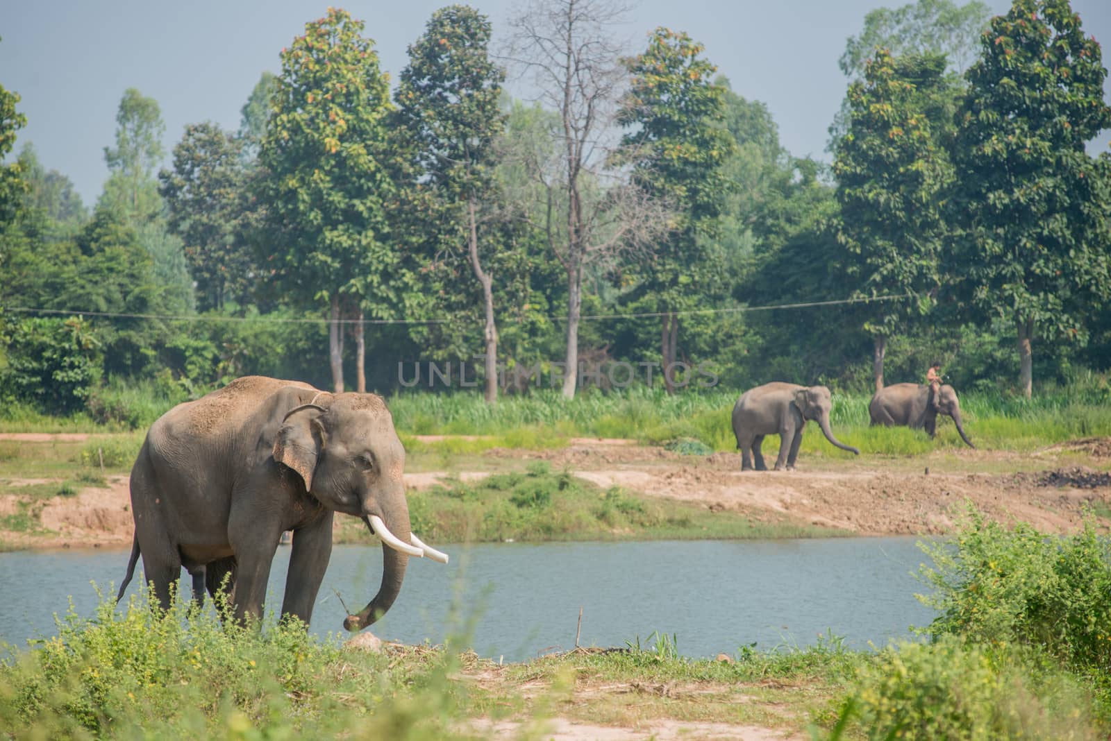 background elephant by chanwity