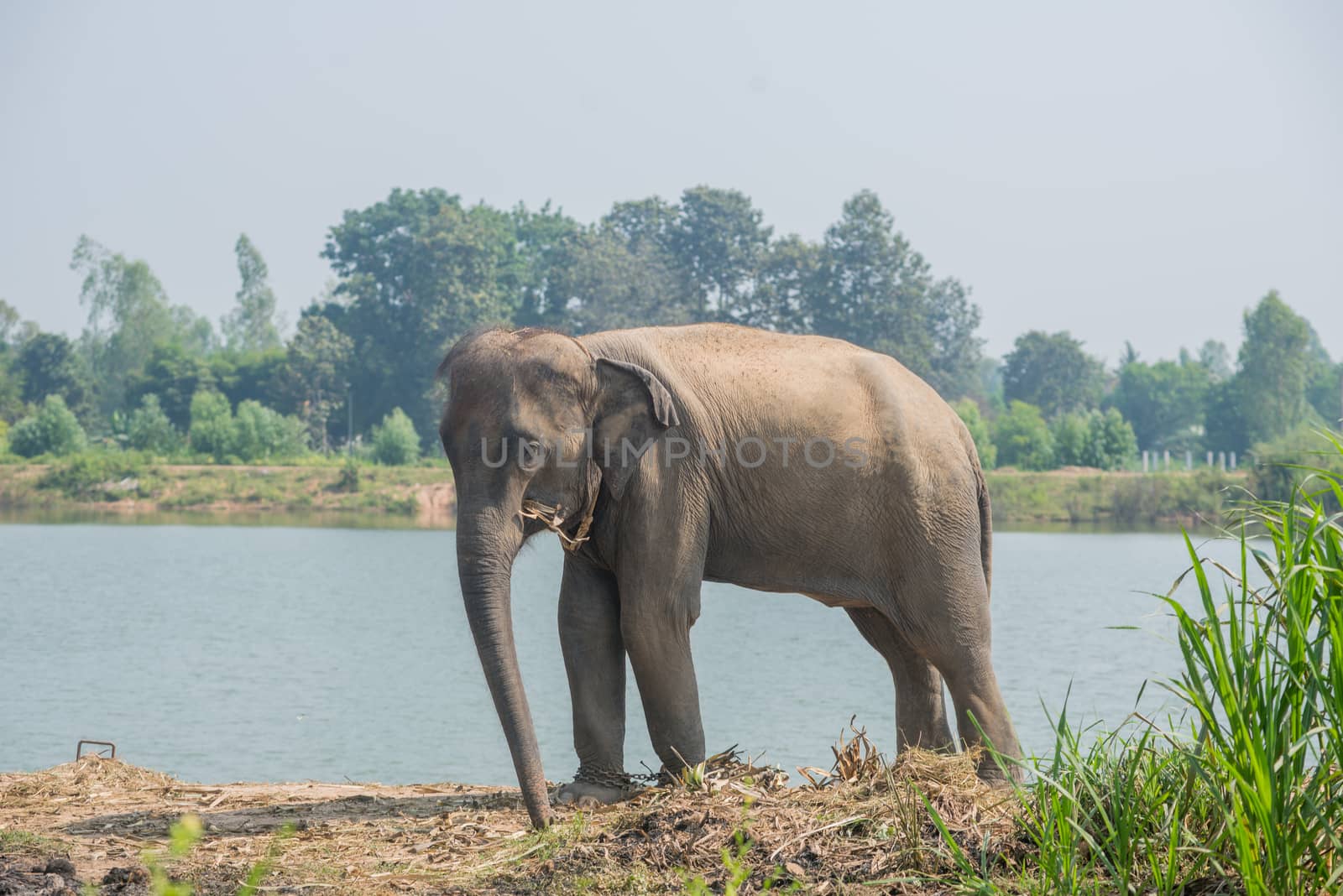 background elephant