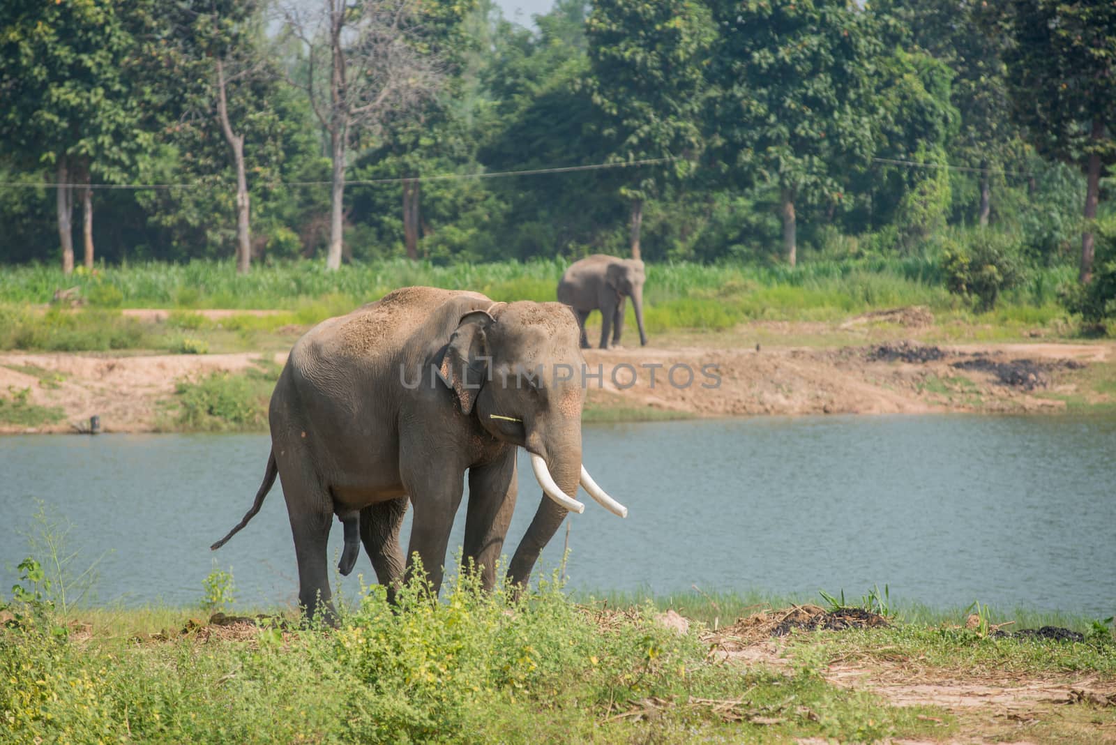 background elephant by chanwity