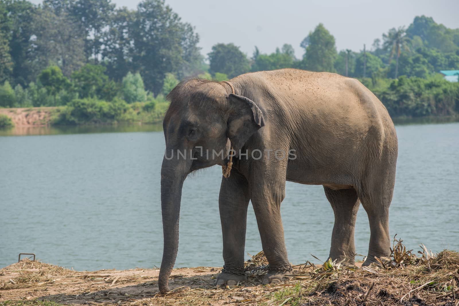 background elephant by chanwity