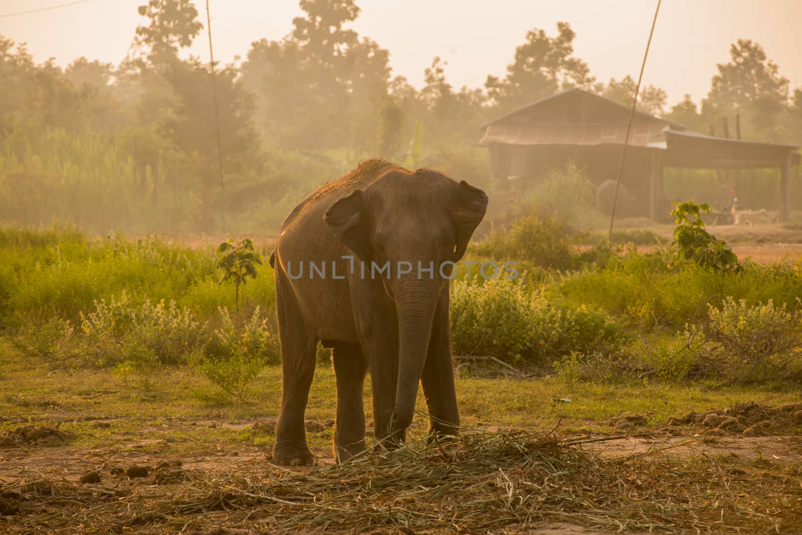 background elephant