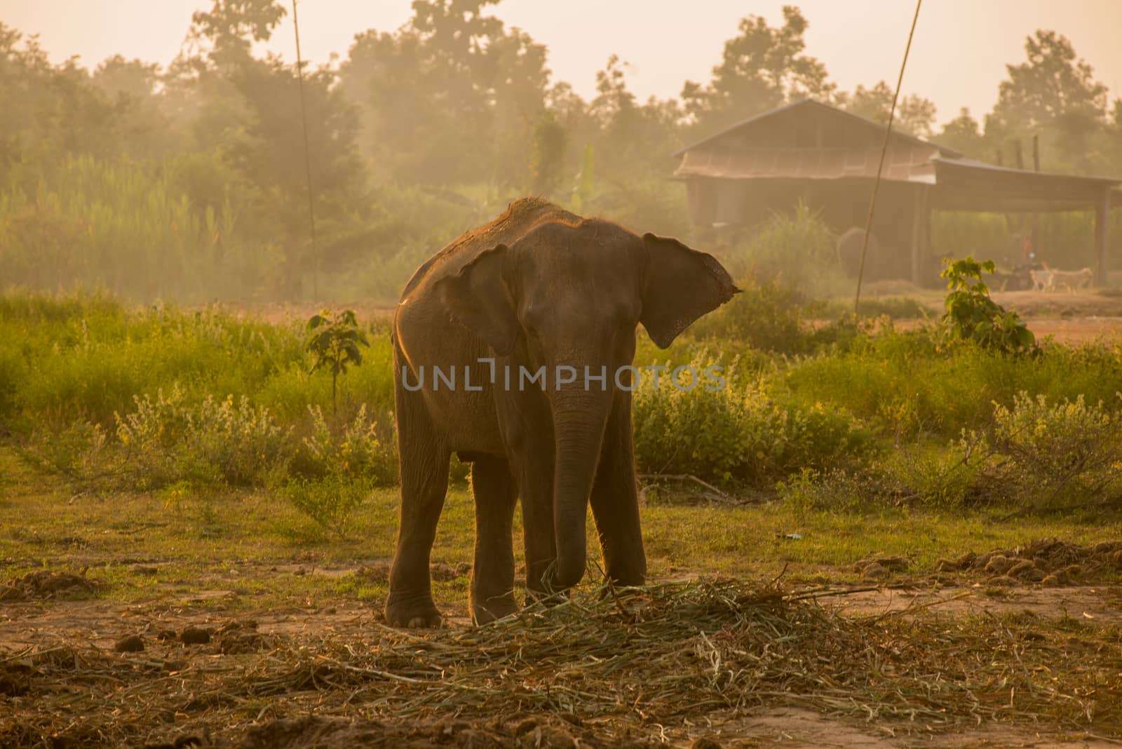 background elephant