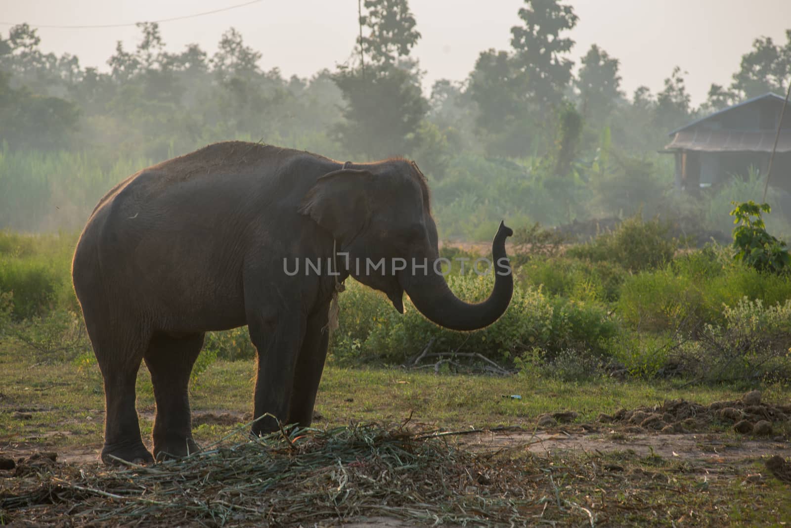 background elephant by chanwity