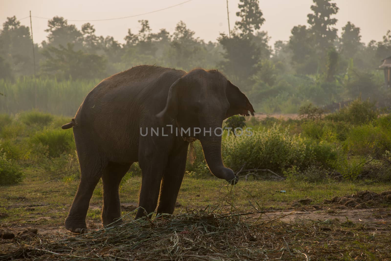 background elephant