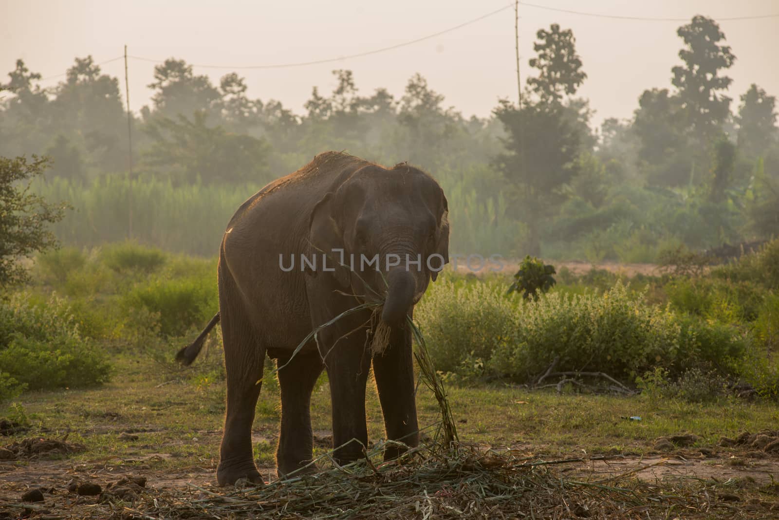 background elephant