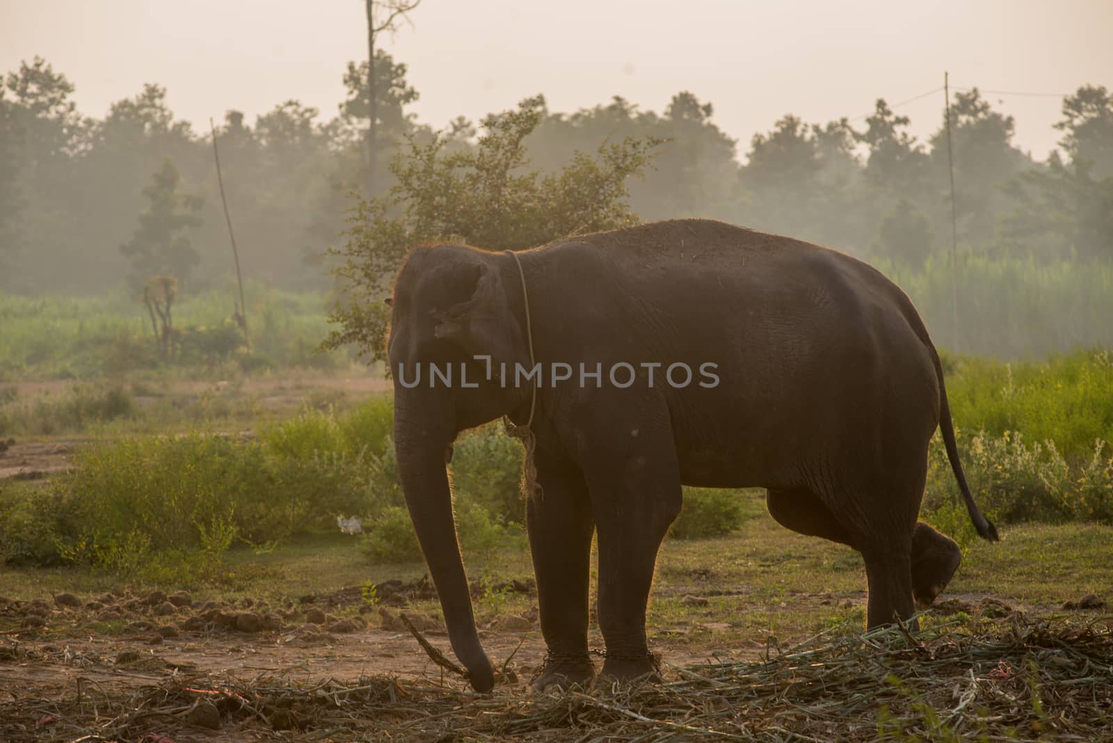 background elephant by chanwity