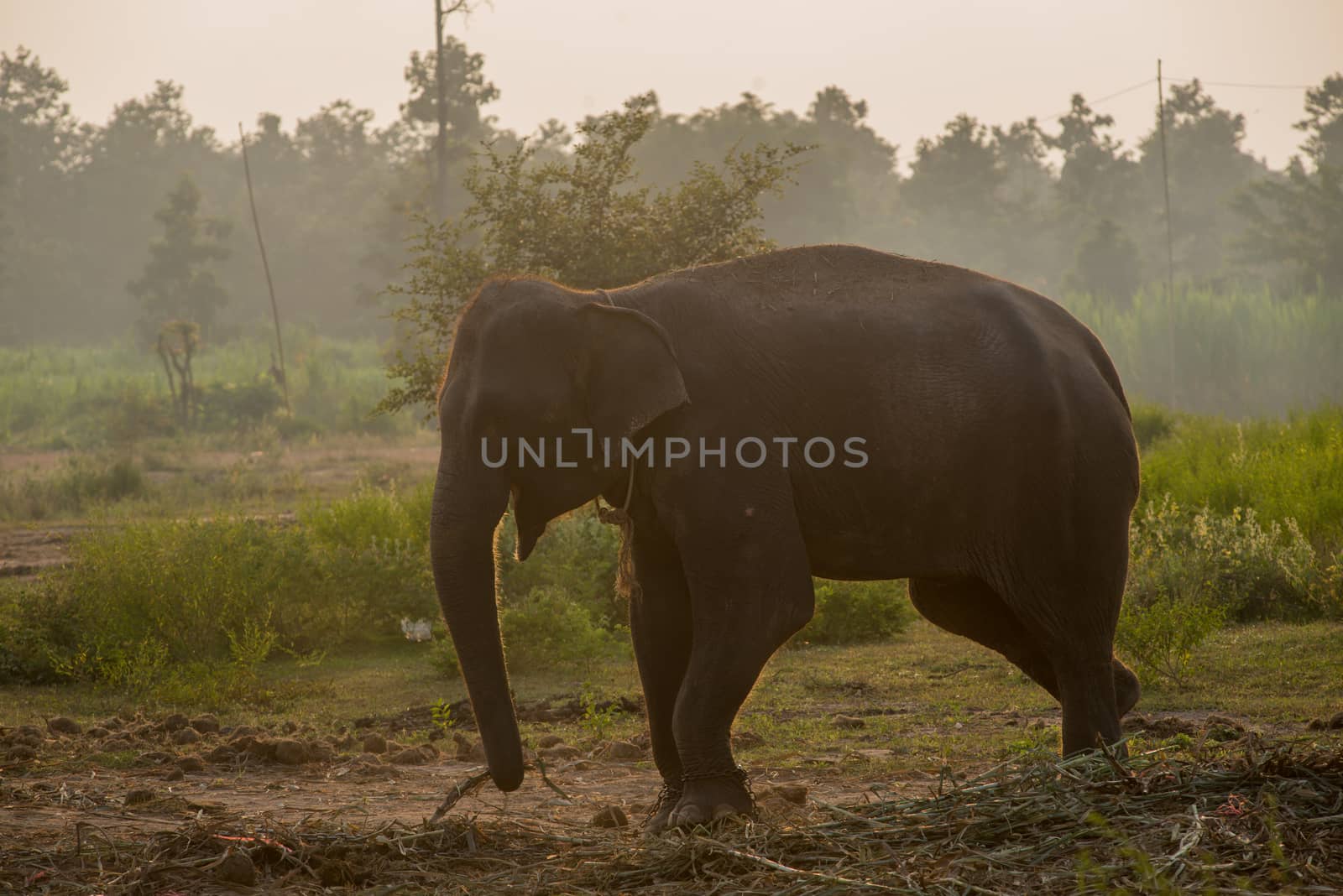 background elephant