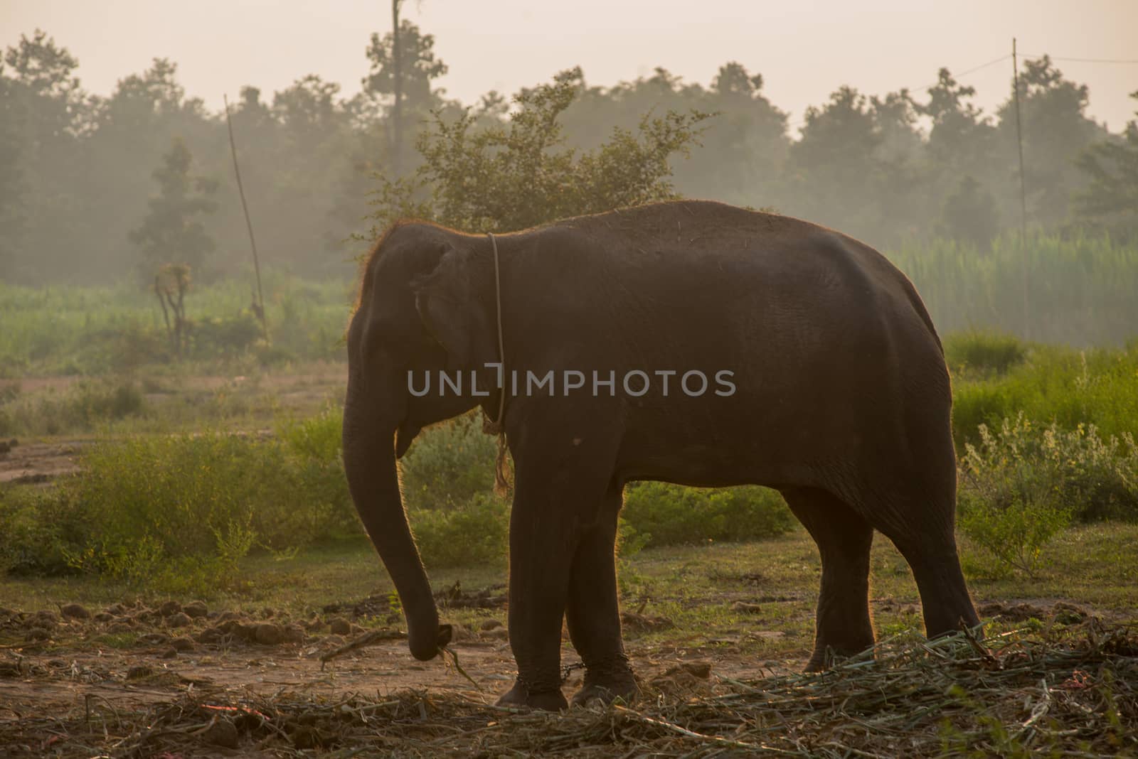 background elephant