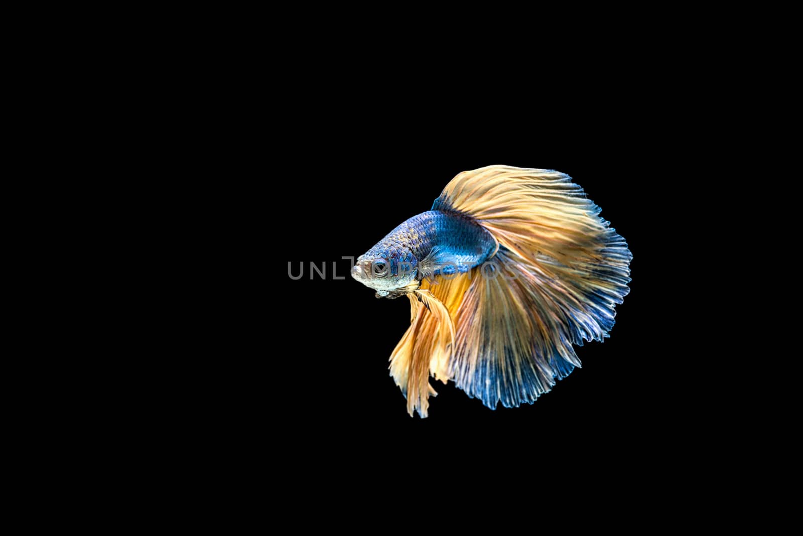 siamese fighting fish isolated on black background. by chanwity