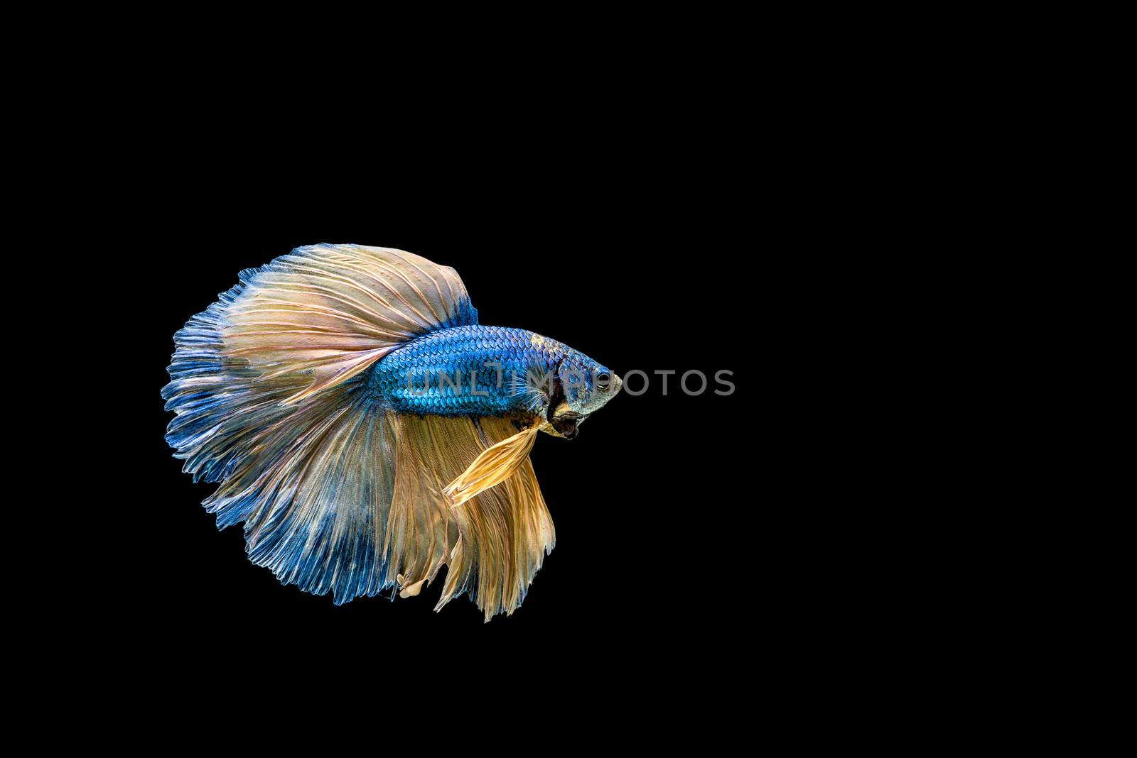 siamese fighting fish isolated on black background.