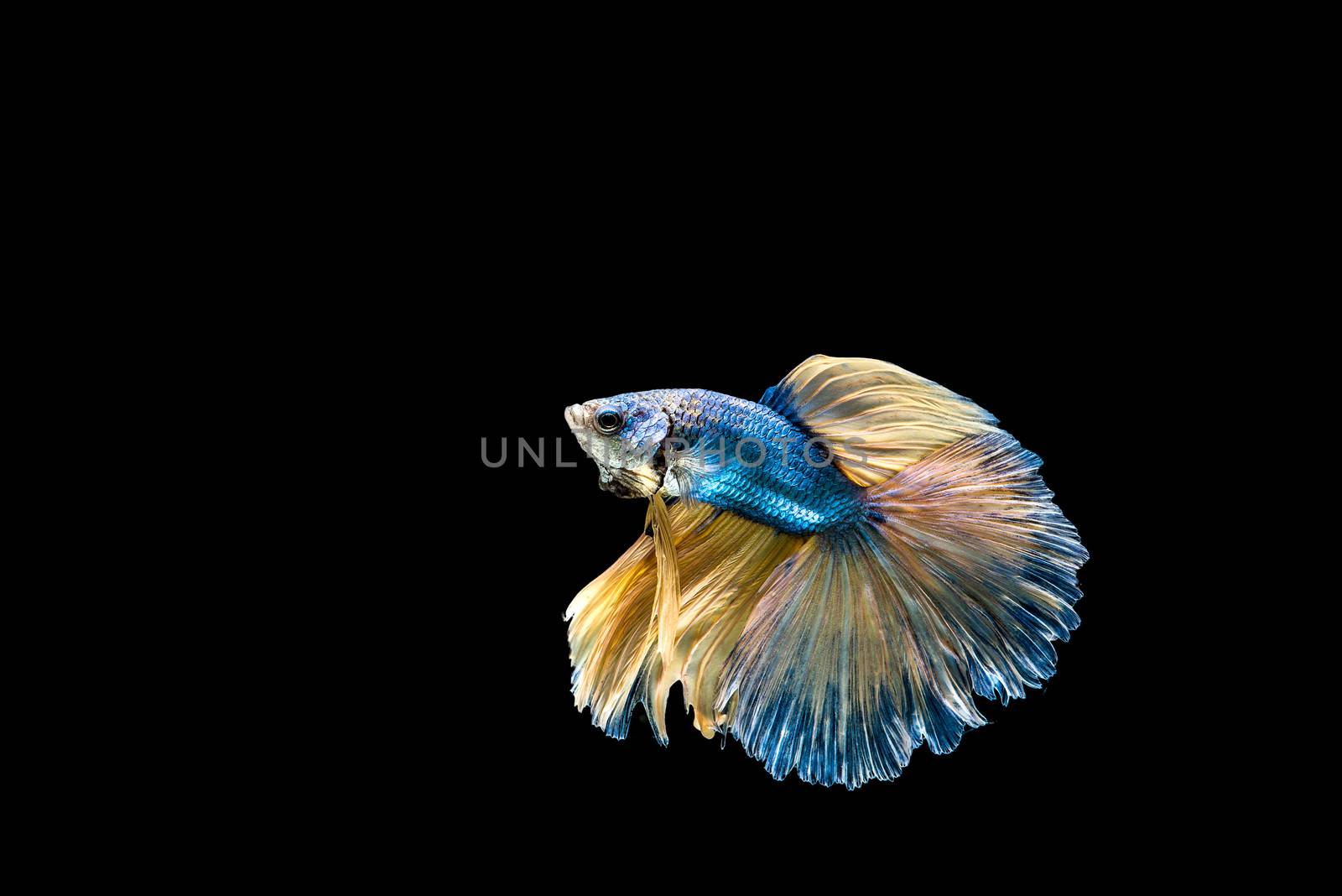 siamese fighting fish isolated on black background.