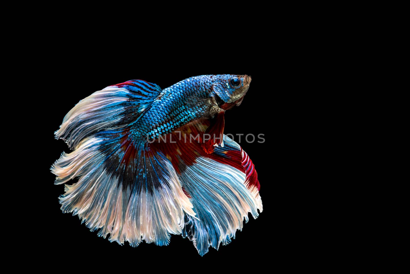 siamese fighting fish isolated on black background.