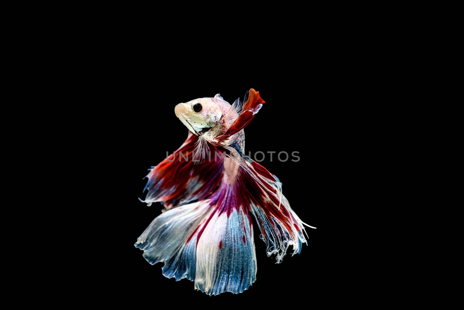 siamese fighting fish isolated on black background.