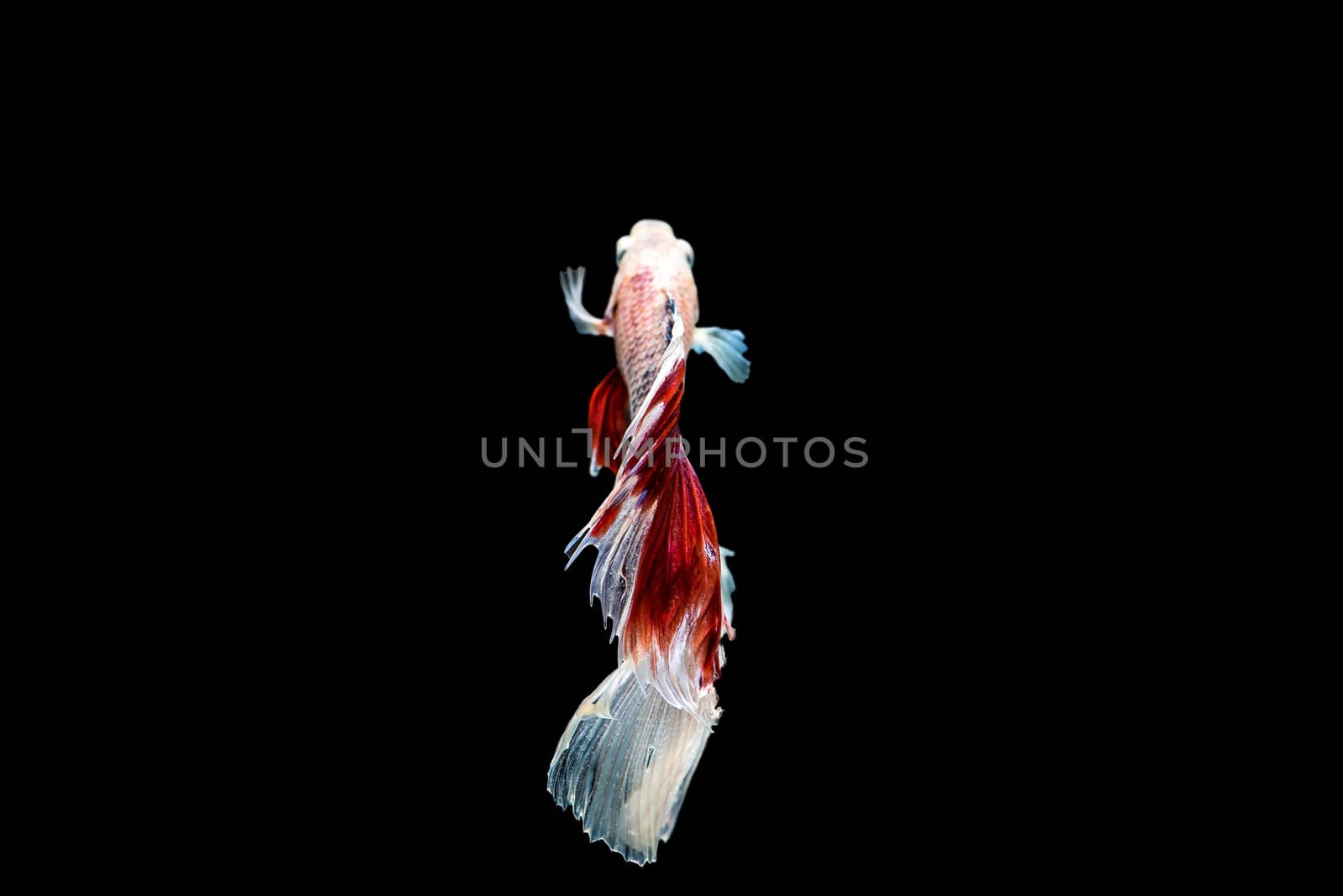 siamese fighting fish isolated on black background.