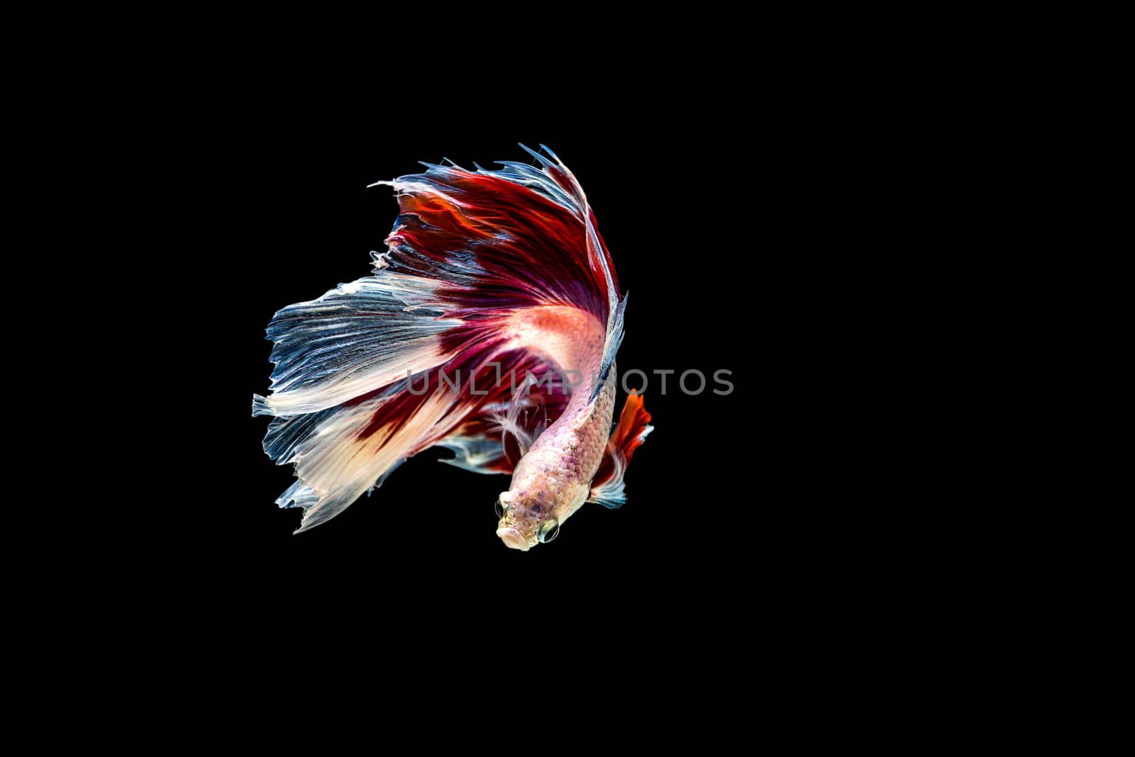 siamese fighting fish isolated on black background.