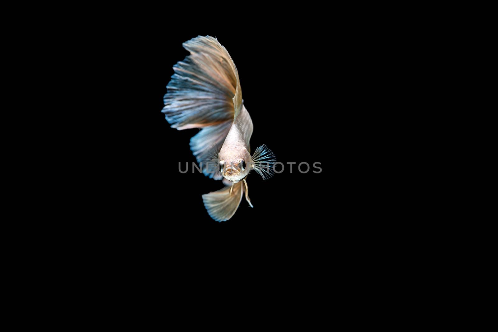 siamese fighting fish isolated on black background.