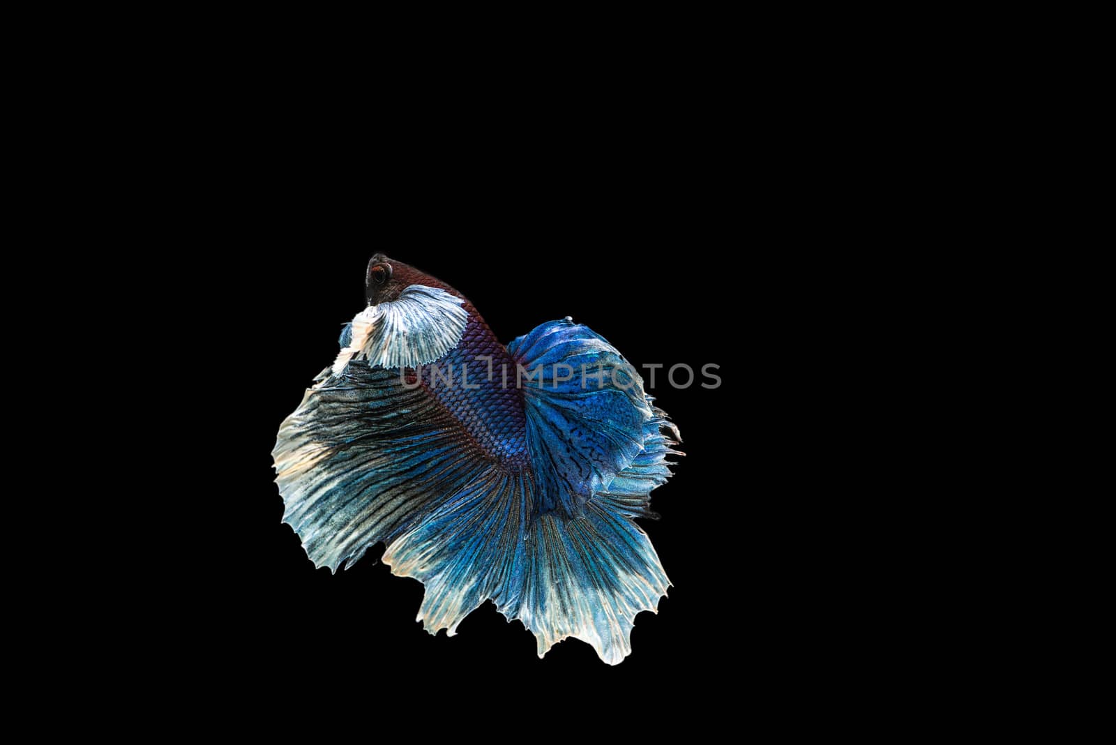 siamese fighting fish isolated on black background.