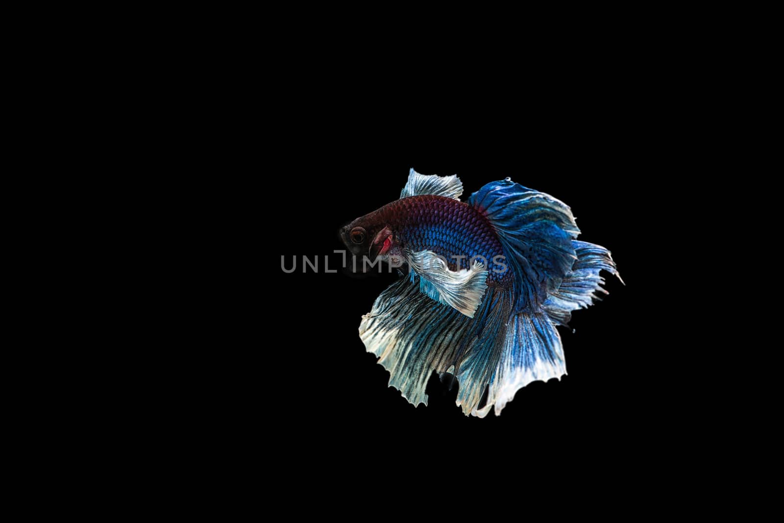 siamese fighting fish isolated on black background. by chanwity