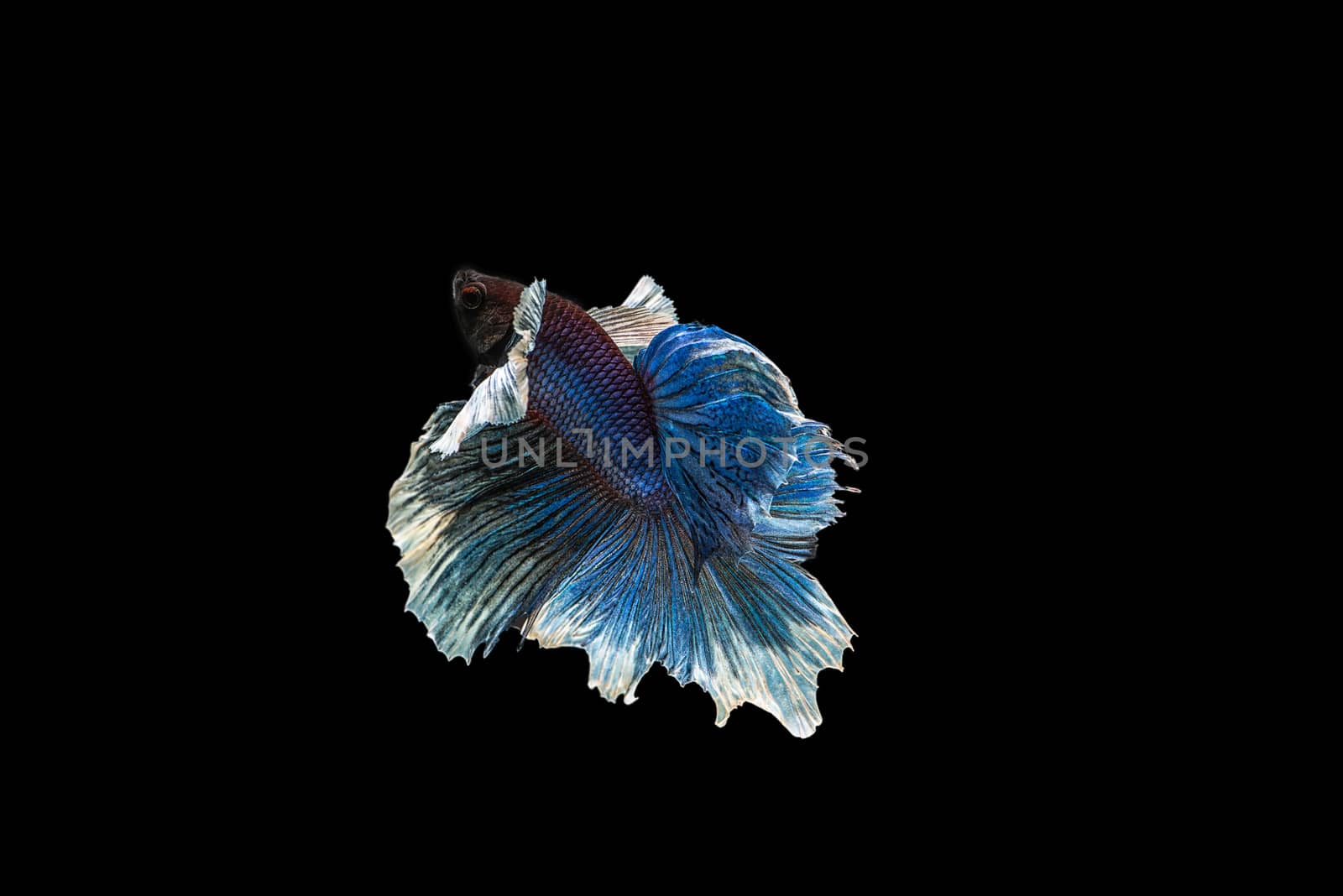 siamese fighting fish isolated on black background.