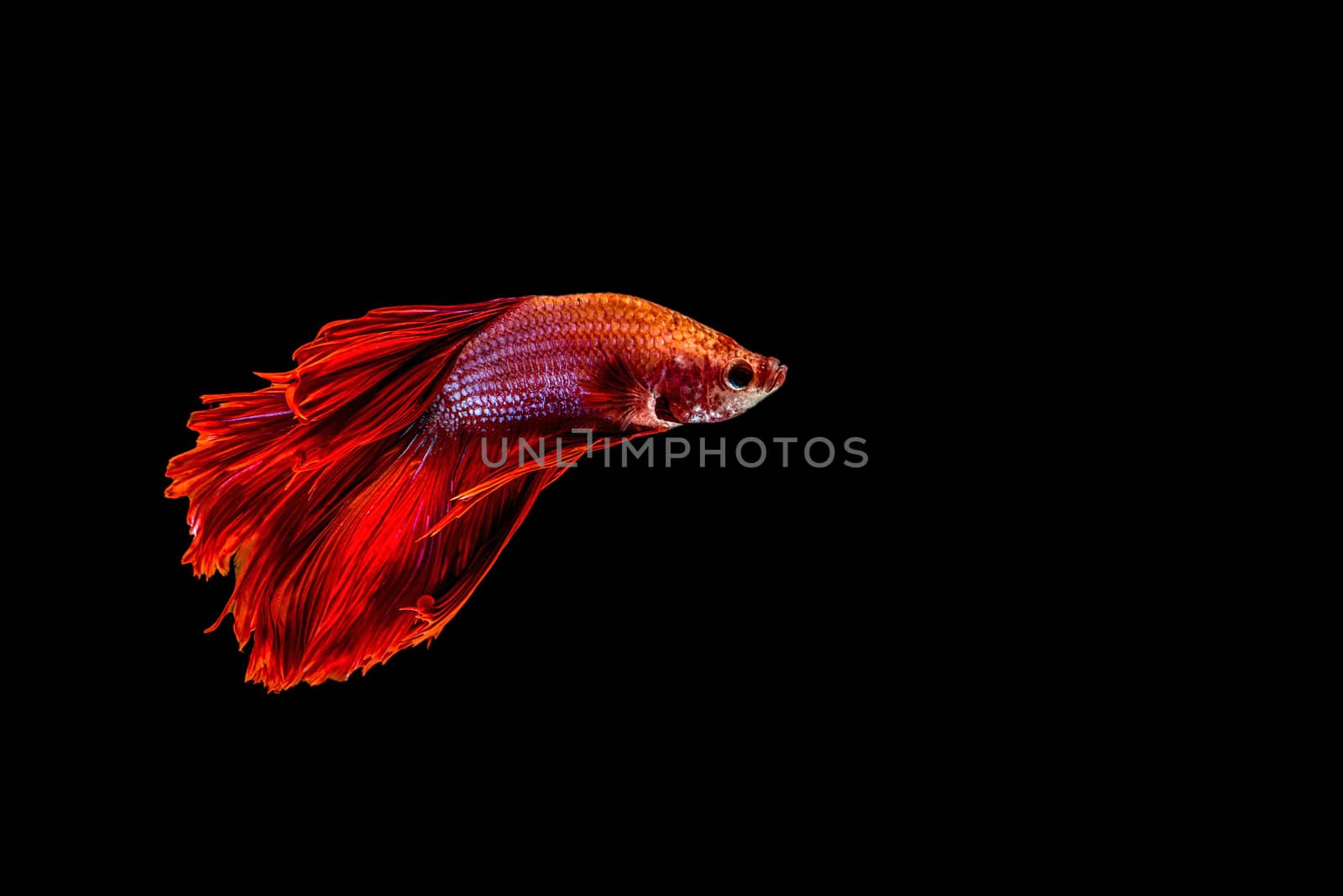 siamese fighting fish isolated on black background.