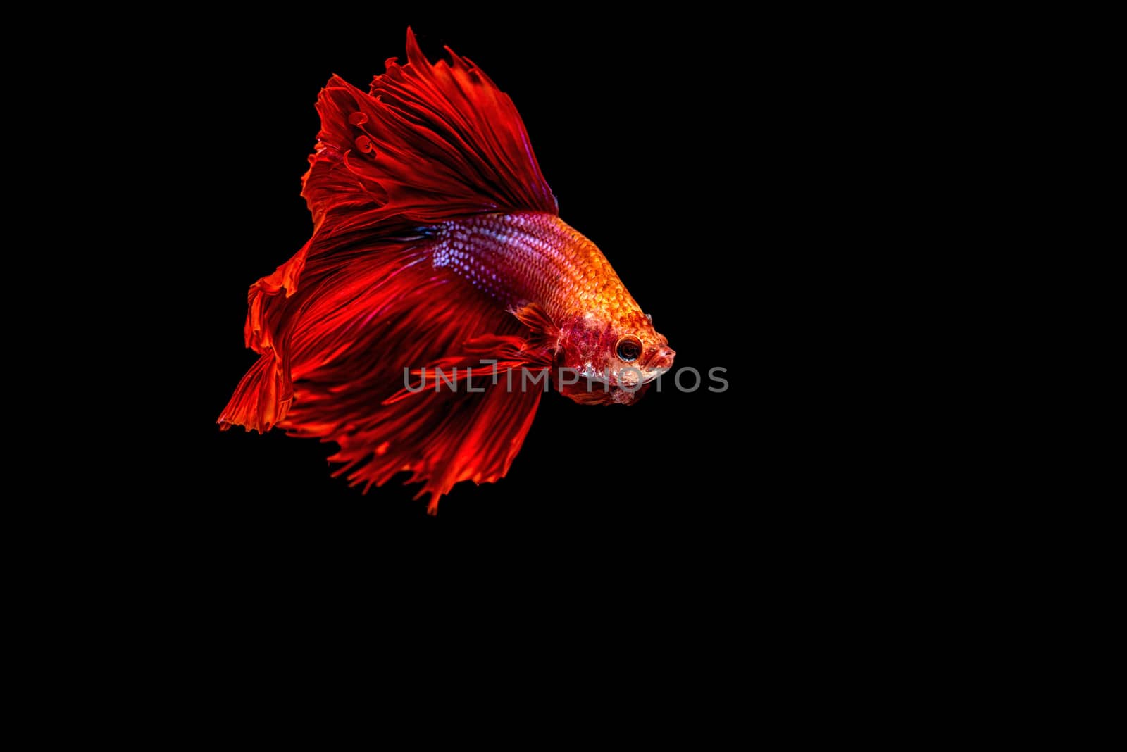 siamese fighting fish isolated on black background.