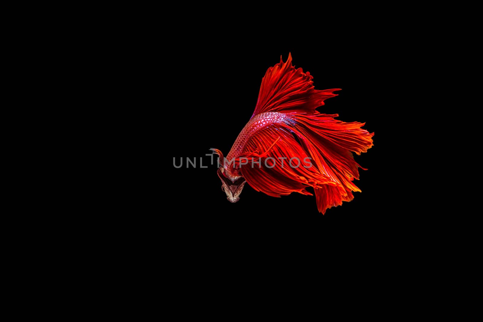 siamese fighting fish isolated on black background.