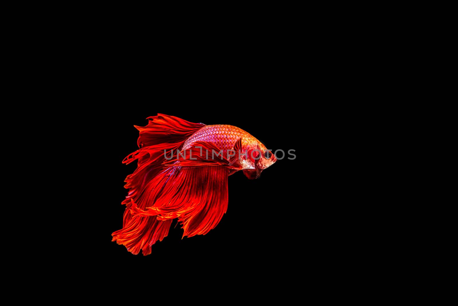 siamese fighting fish isolated on black background.