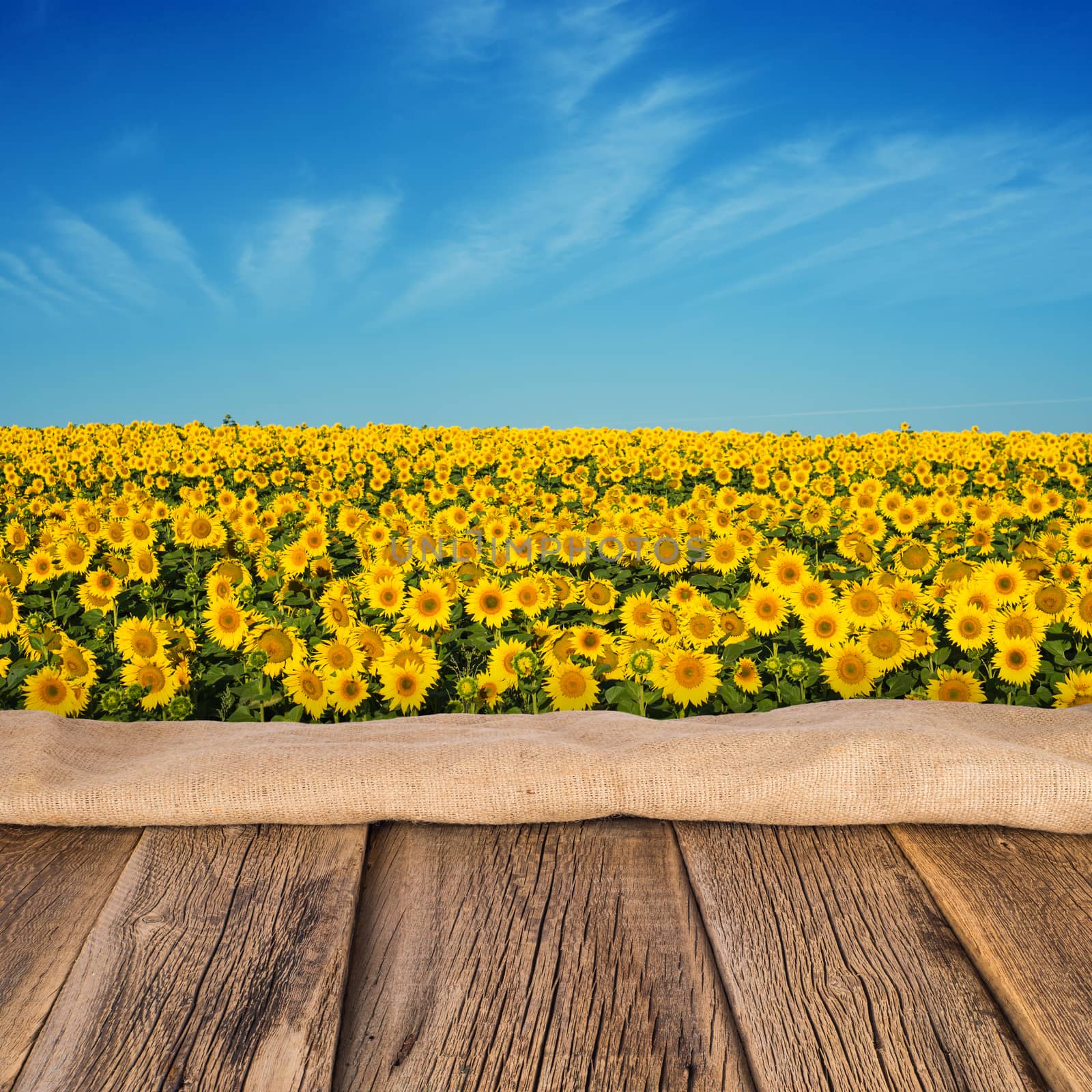 empty wooden table in sunflower field with blue sky. the backgro by DGolbay