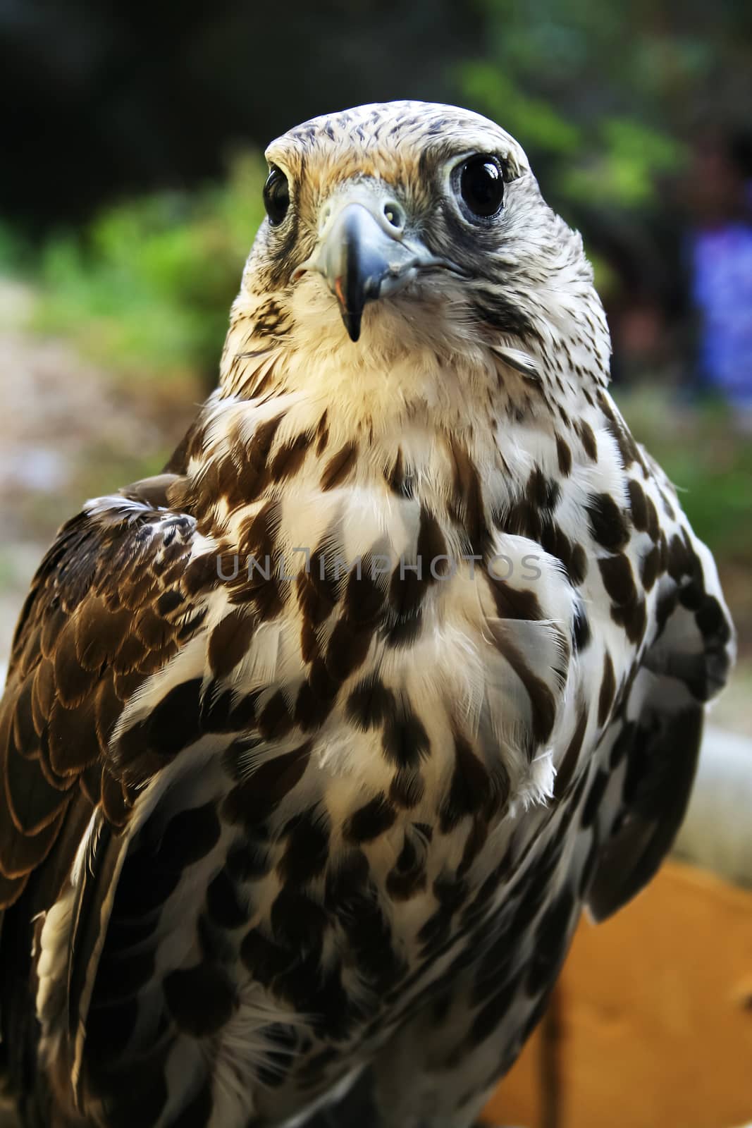 Portrait of a trained falcon