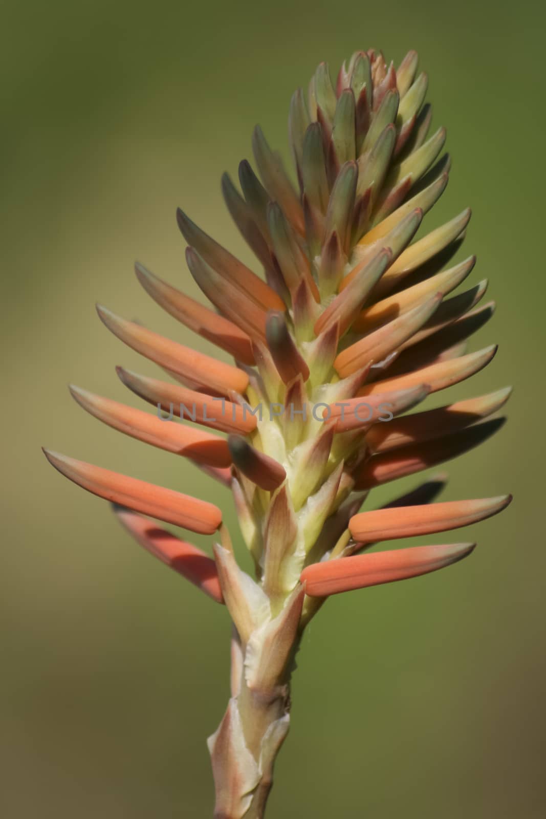 Close-up of a  agave flower on a neutral background