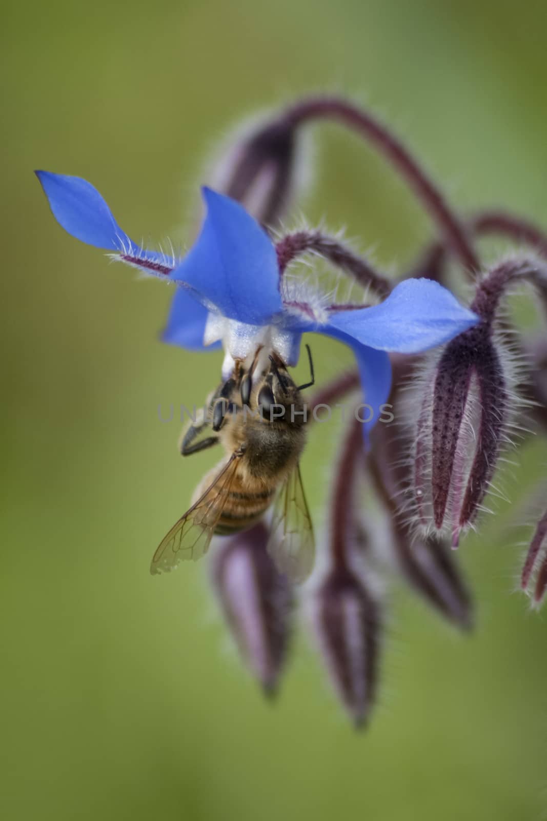 Bee While by nicobernieri