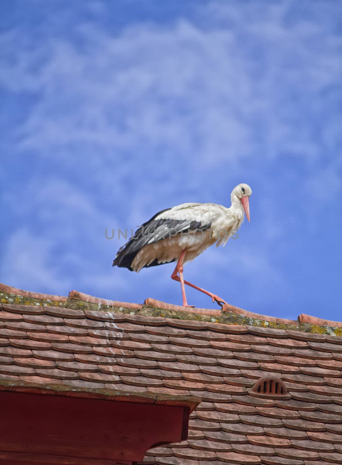 Stork walking on a roof by mariephotos