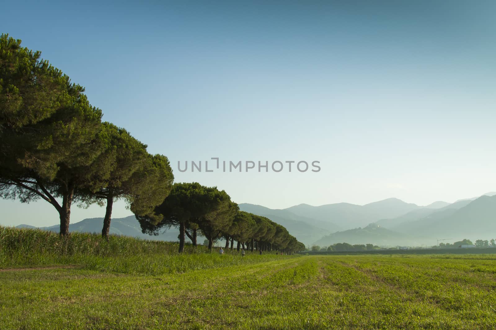 Row the trees in a green field against the backdrop of the Apuan Alps