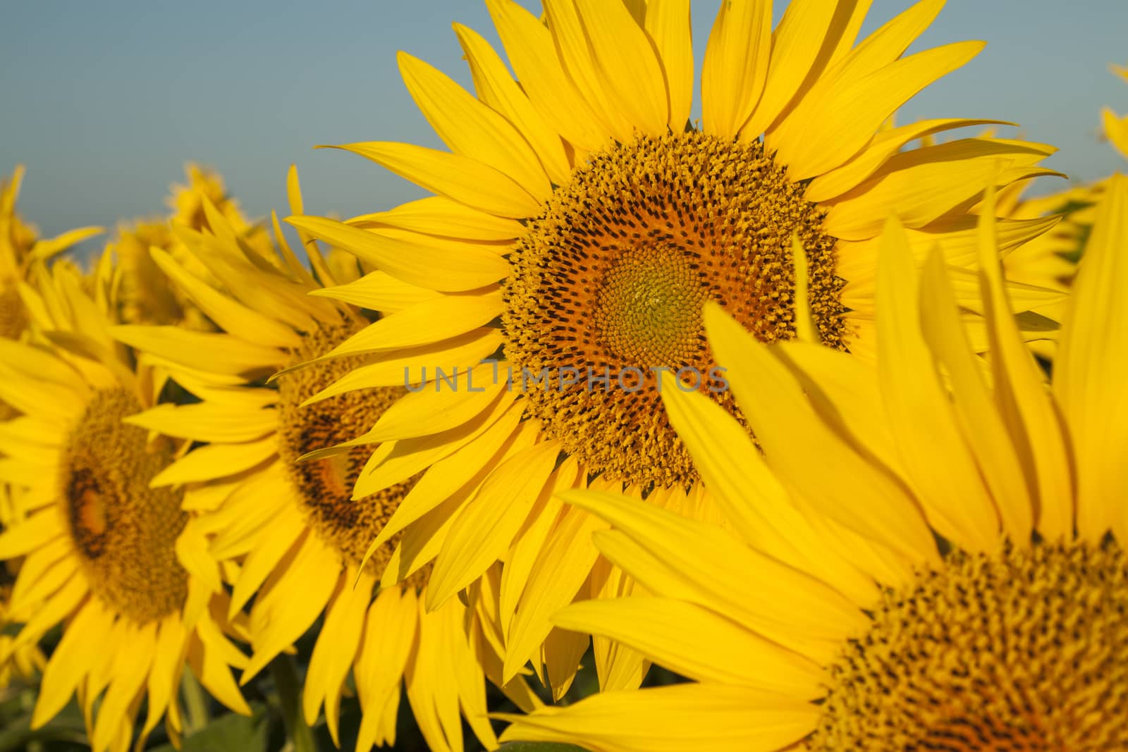 View of a sunflower with sunflowers in the background
