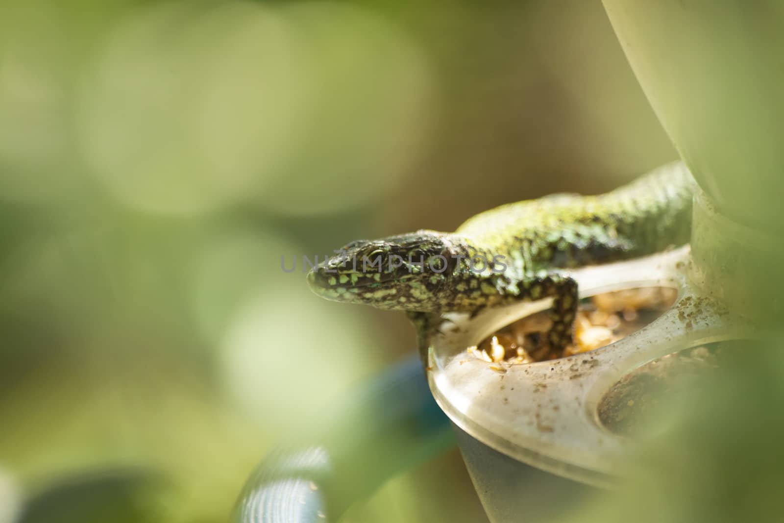 View of a Lizard on a bird feeder