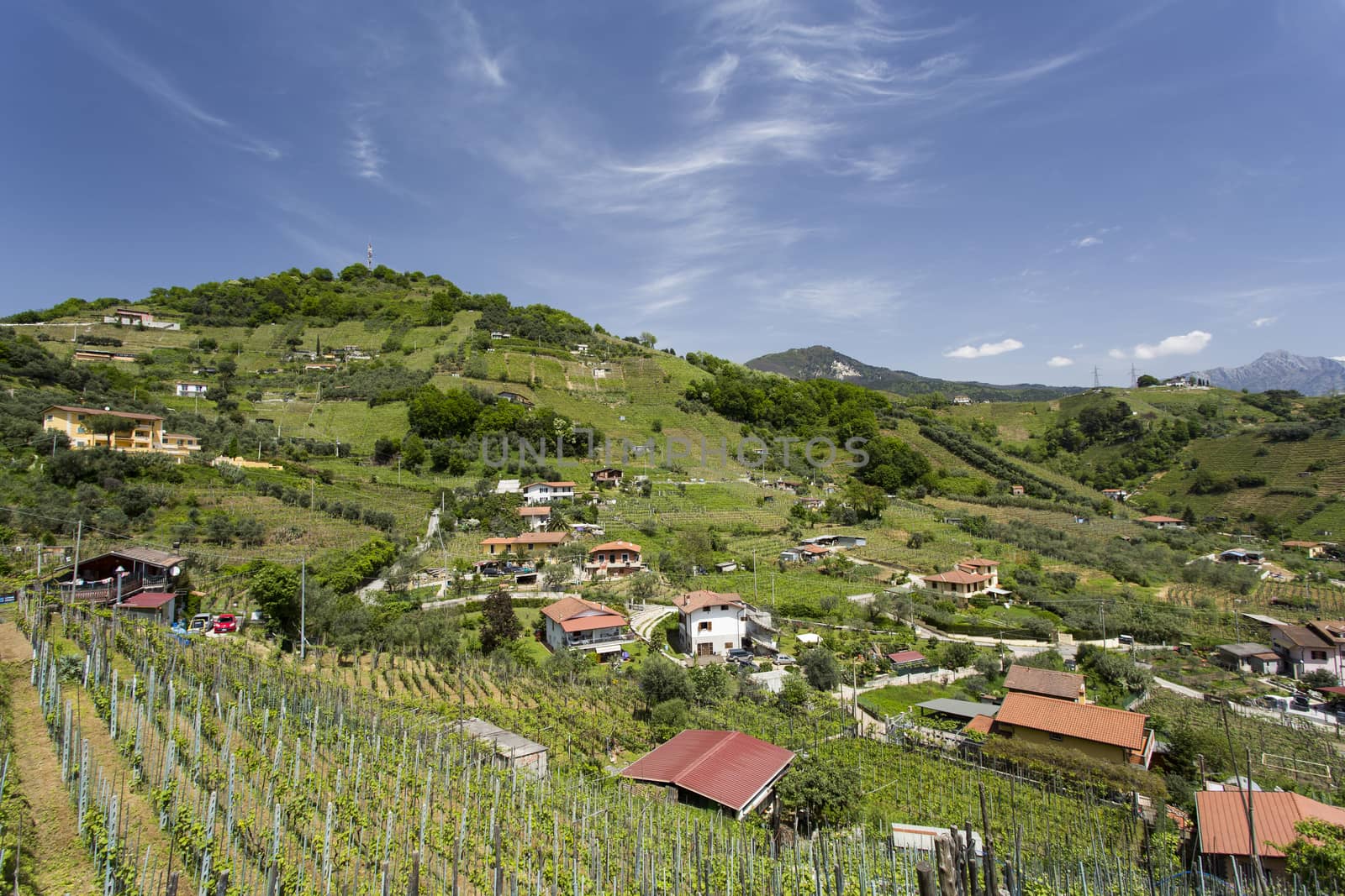 Panoramic view of the vineyards of the Candia, area of wine