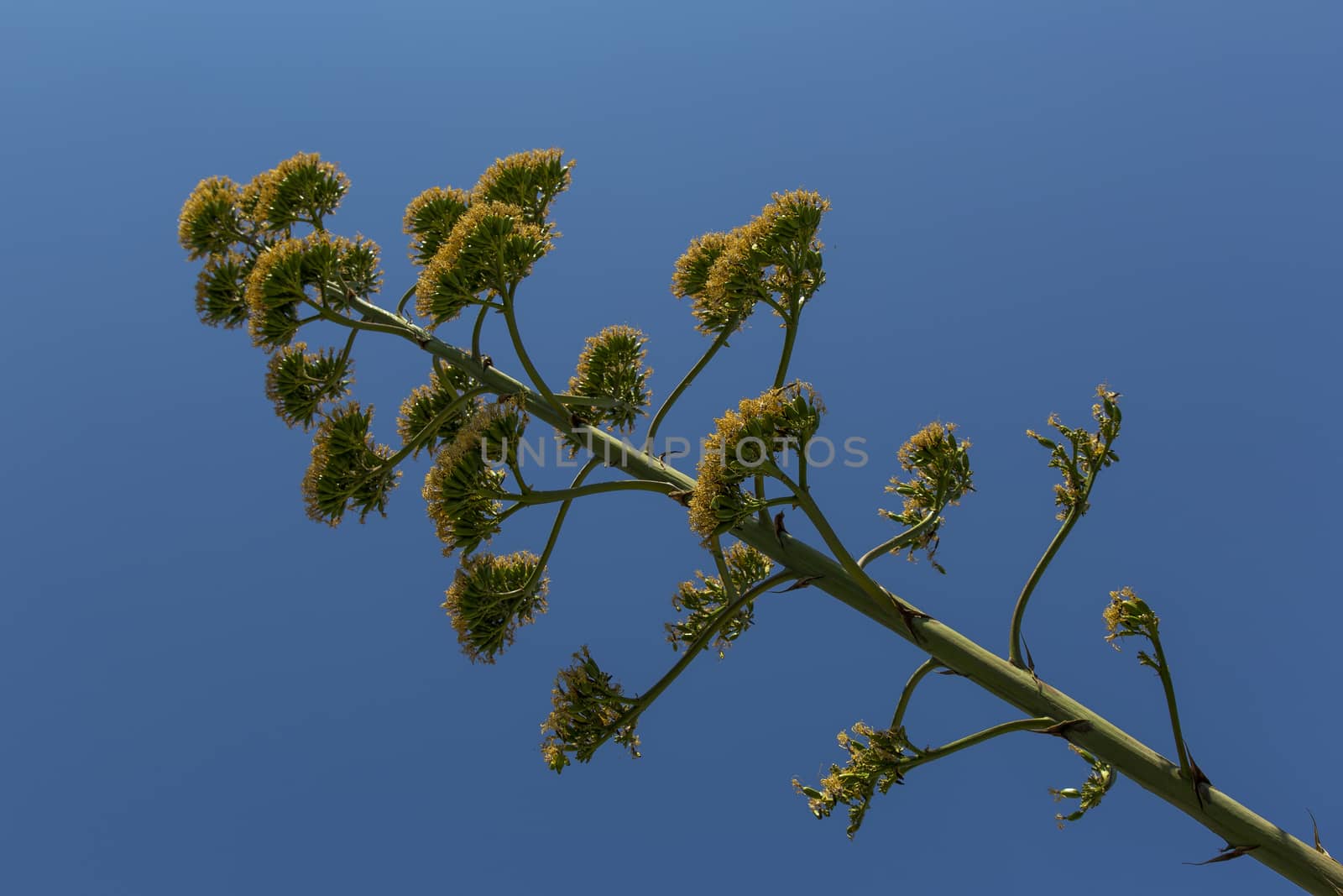 View from the bottom diagonal of a agave flower