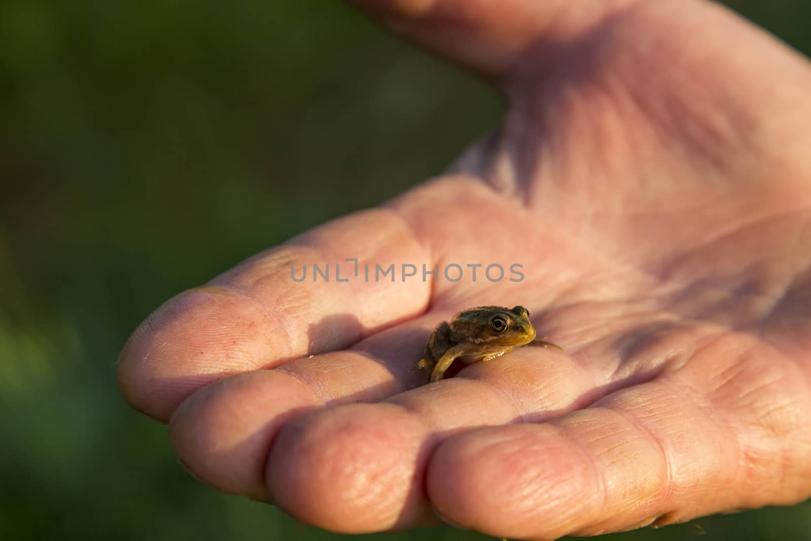 Close-up of a small frog on Franco's palm