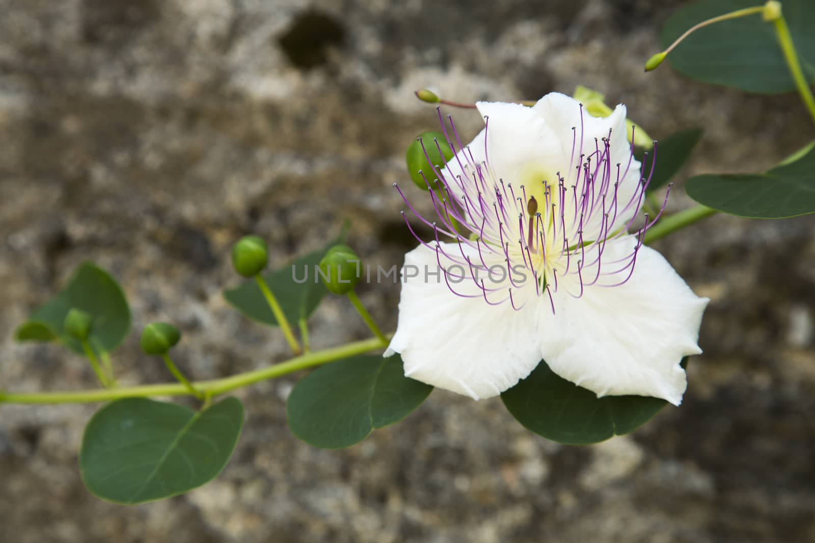 Close-up of caper  flower on background of cement
