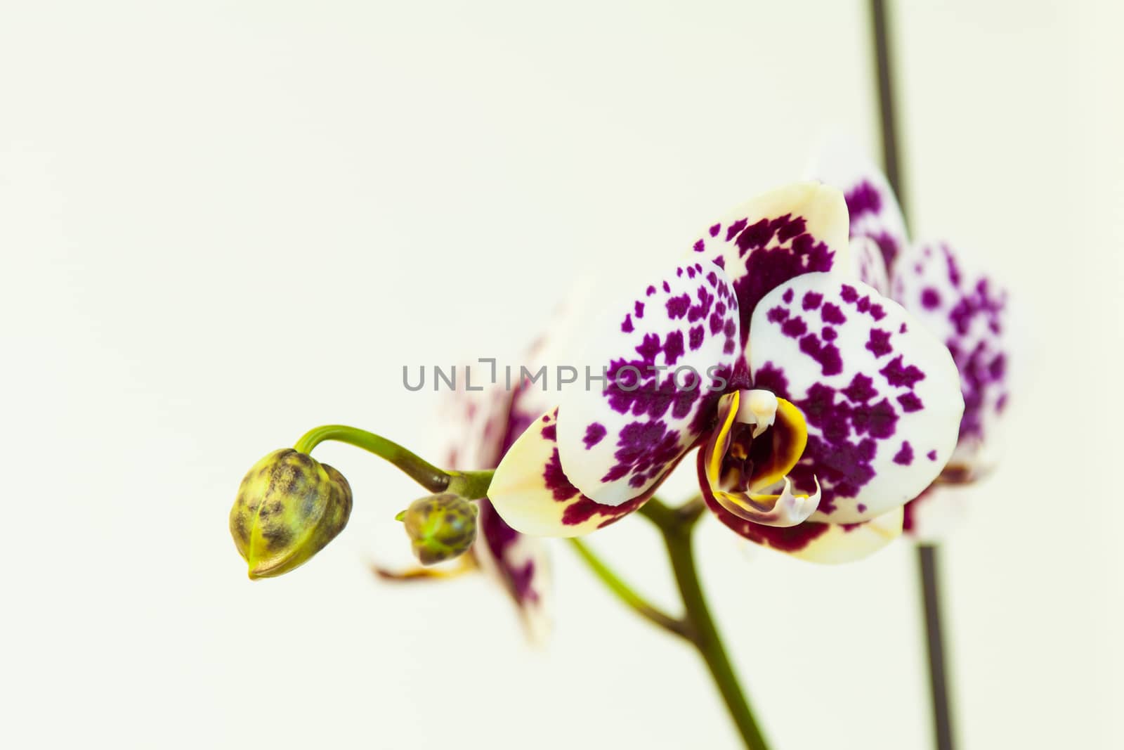 Close up view of orchid on white background