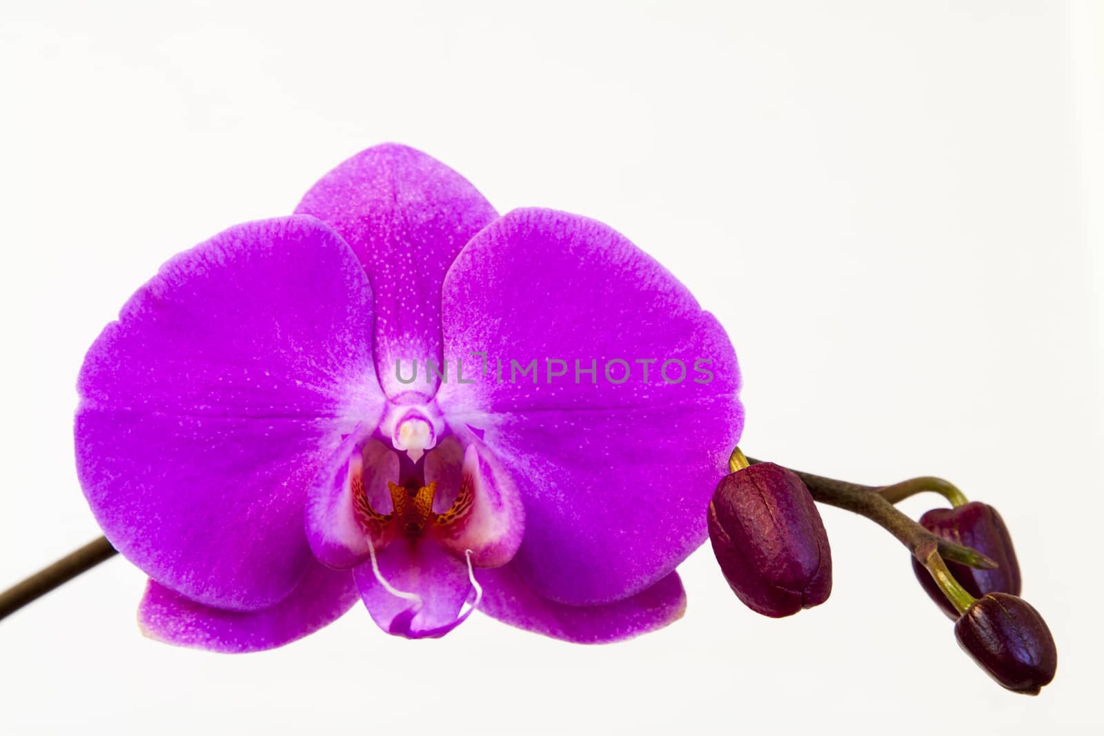 Close up view of orchid on white background